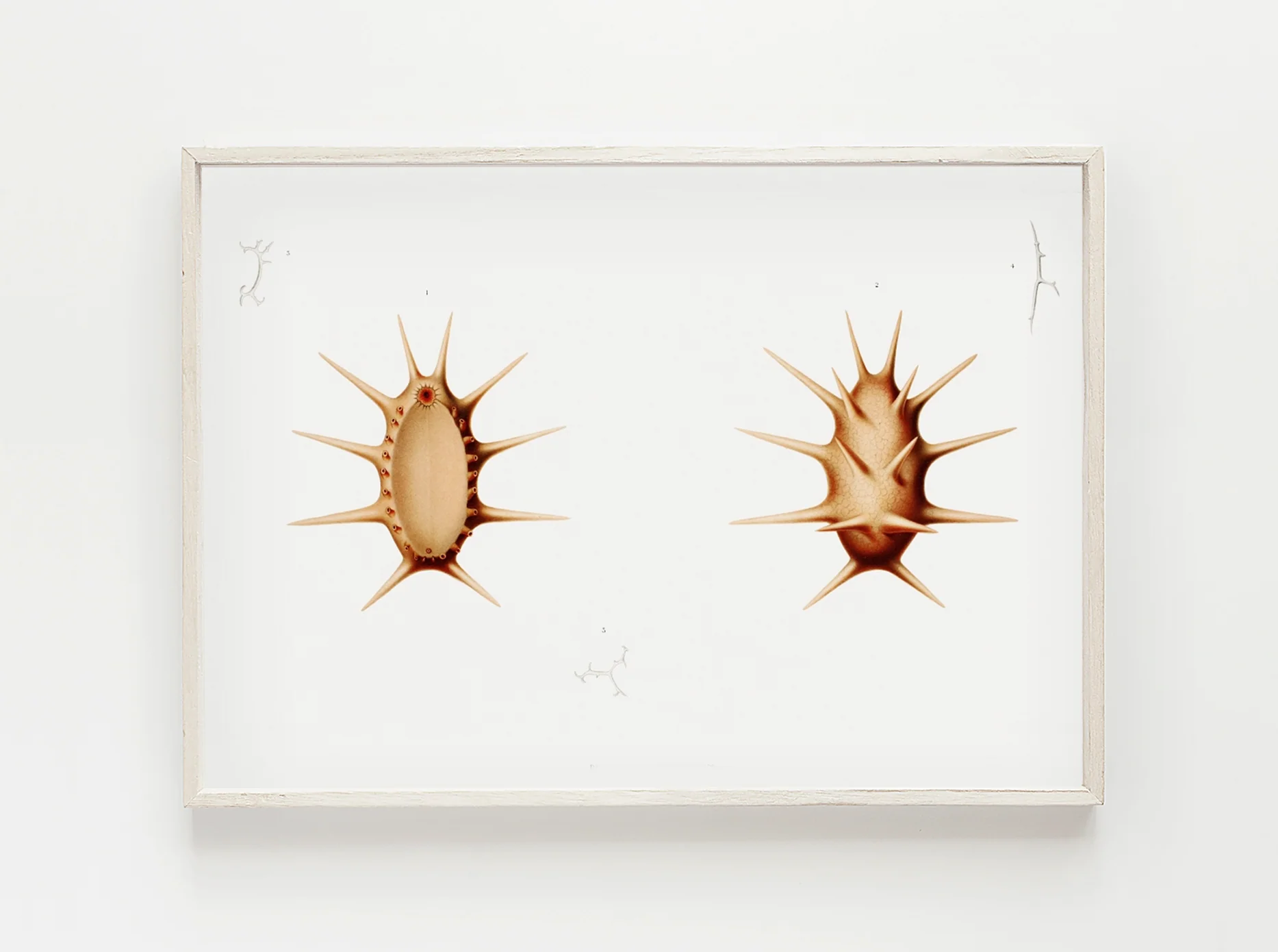 Vintage Wall Art - Sea Cucumber Scientific Illustration - Image 6