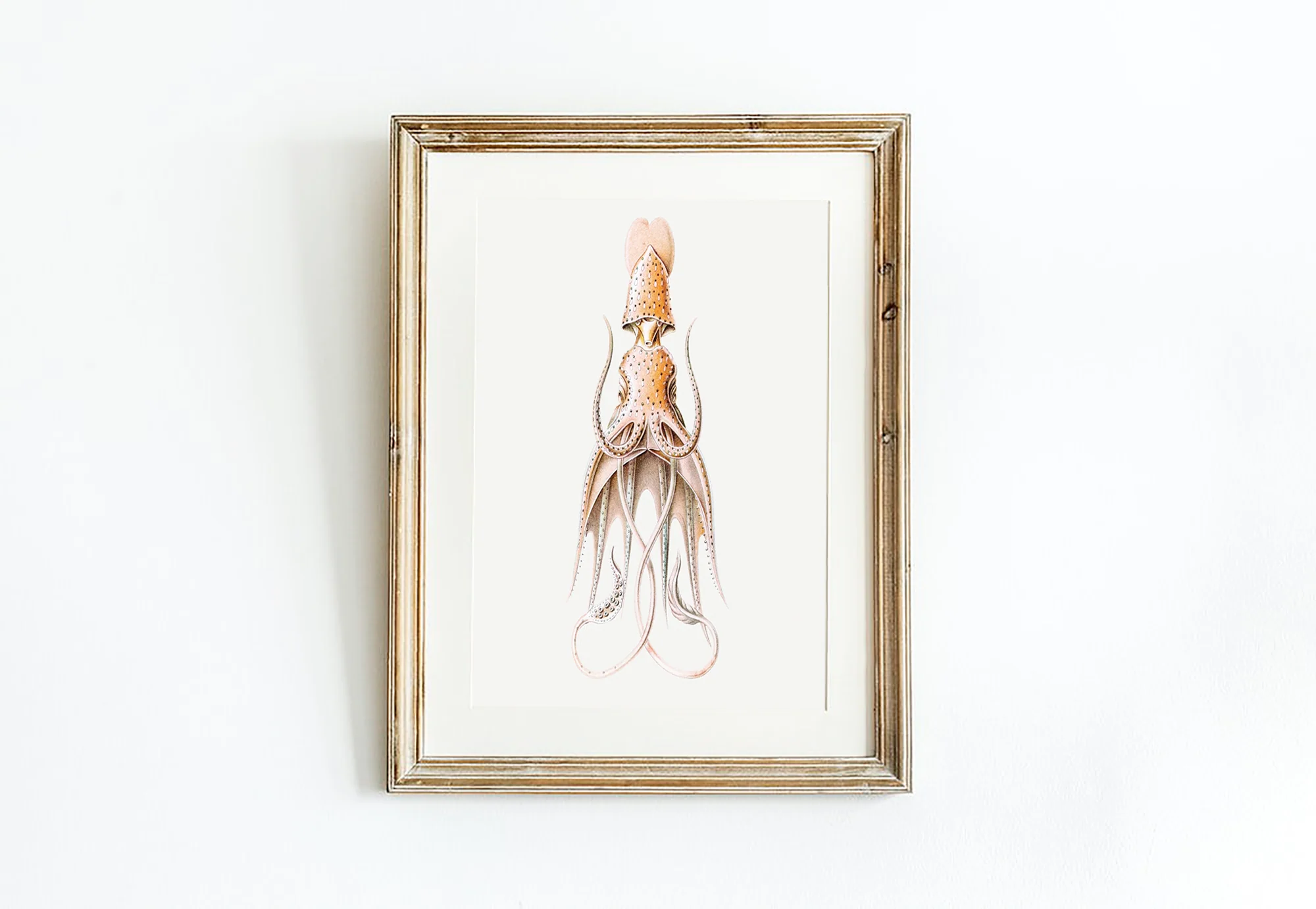 Vintage Wall Art - Squid Illustration Print I - Image 12
