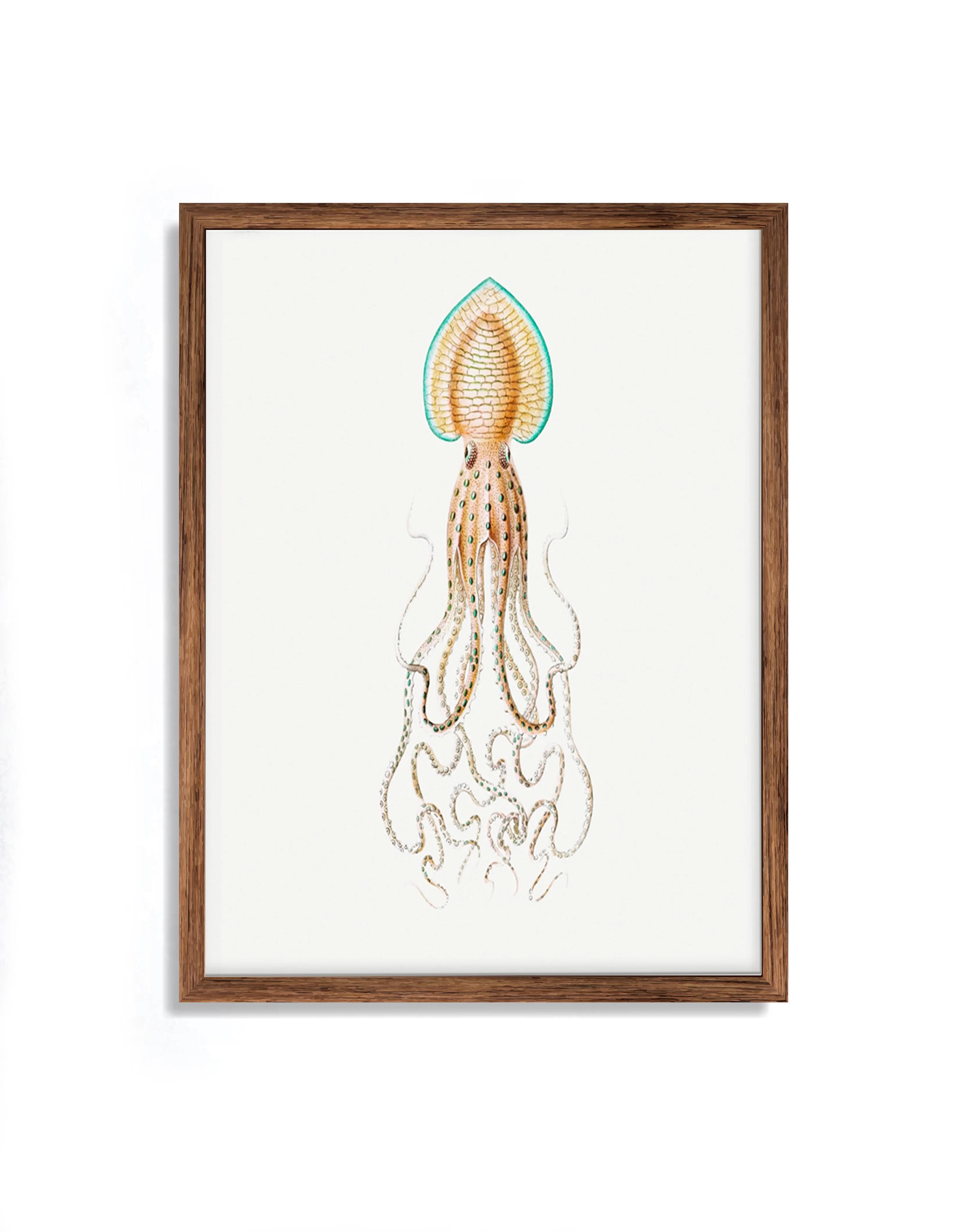 Vintage Wall Art - Squid Illustration Print II - Image 5