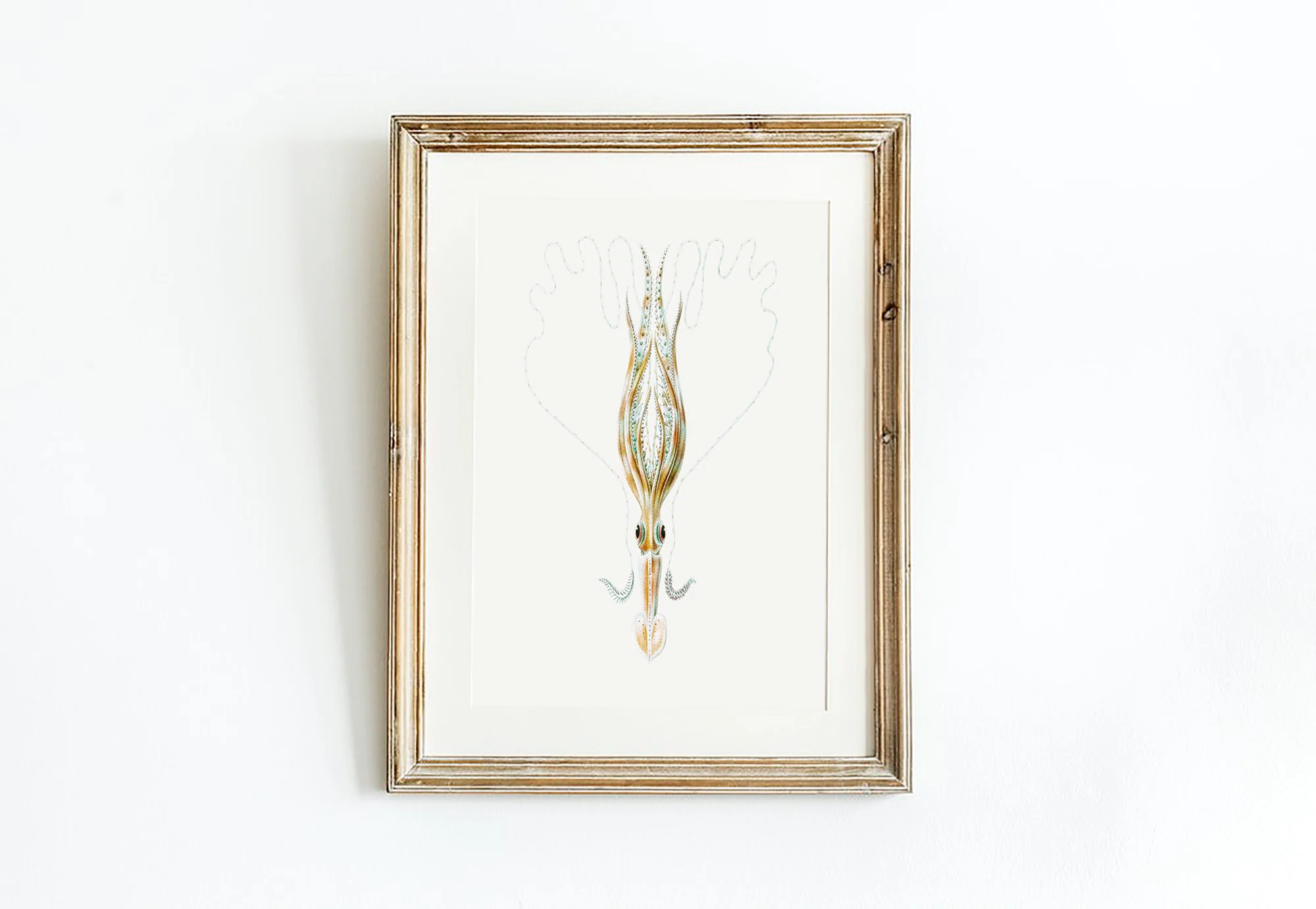 Vintage Wall Art - Squid Illustration Print III - Image 11