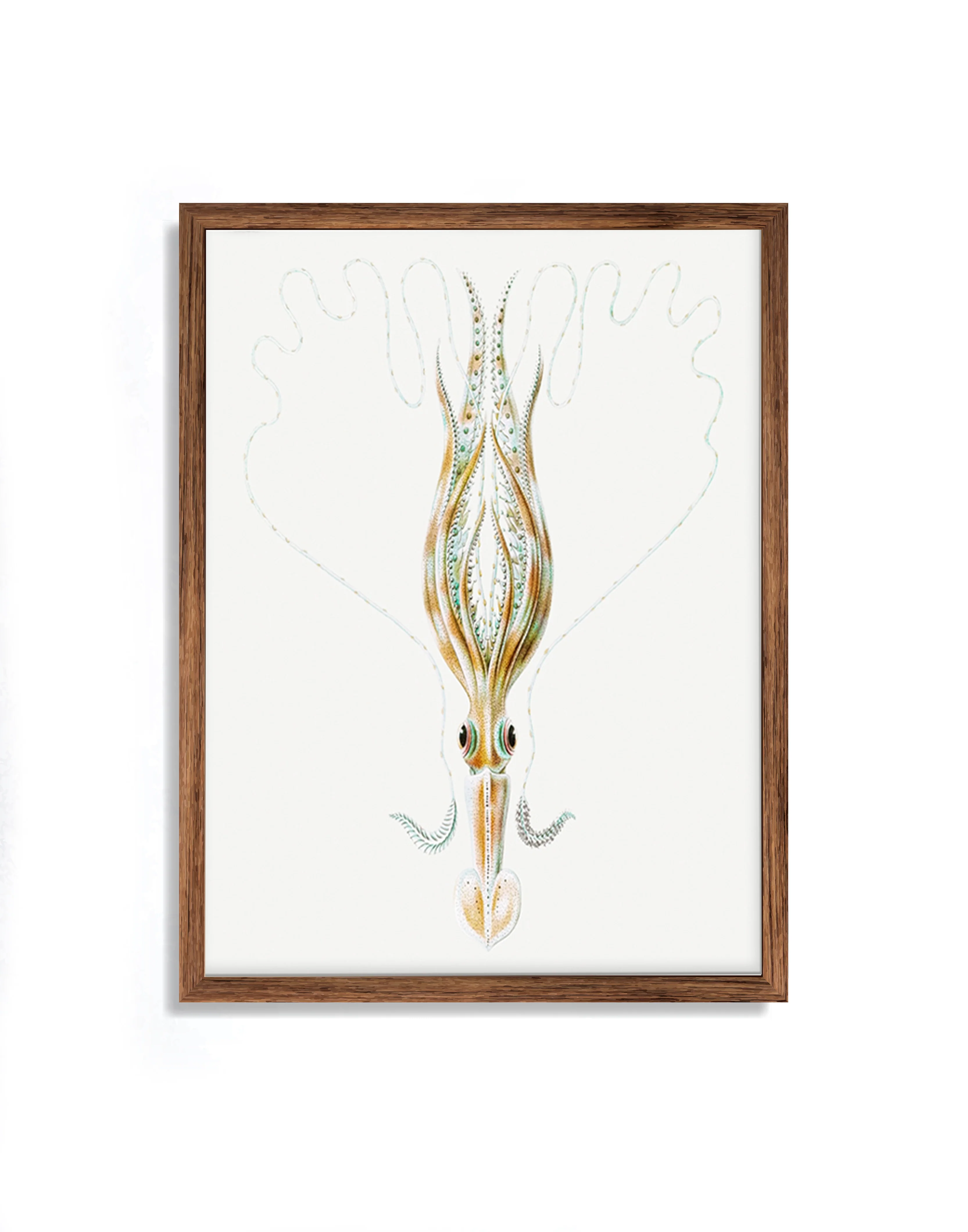 Vintage Wall Art - Squid Illustration Print III - Image 12
