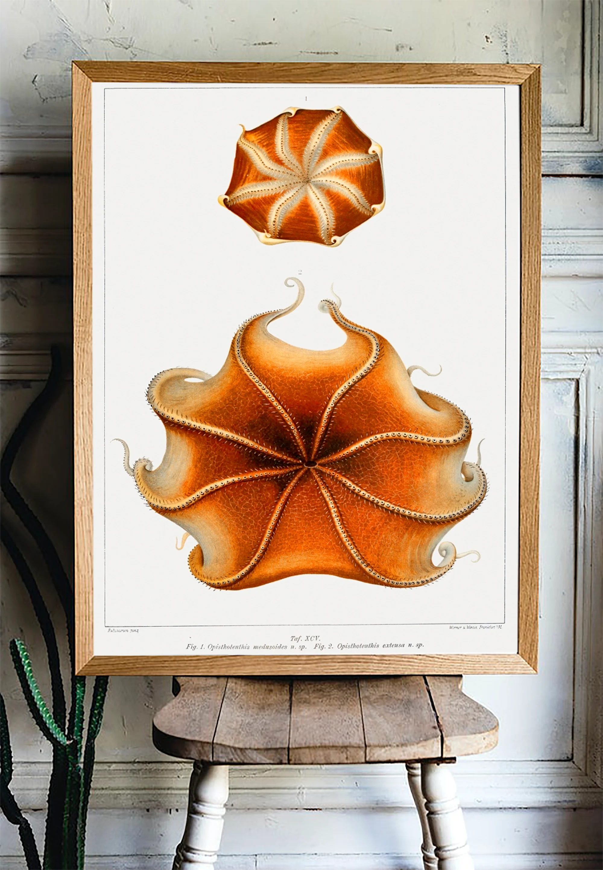 Vintage Wall Art - Cirrate Octopus Scientific Illustration - Image 10