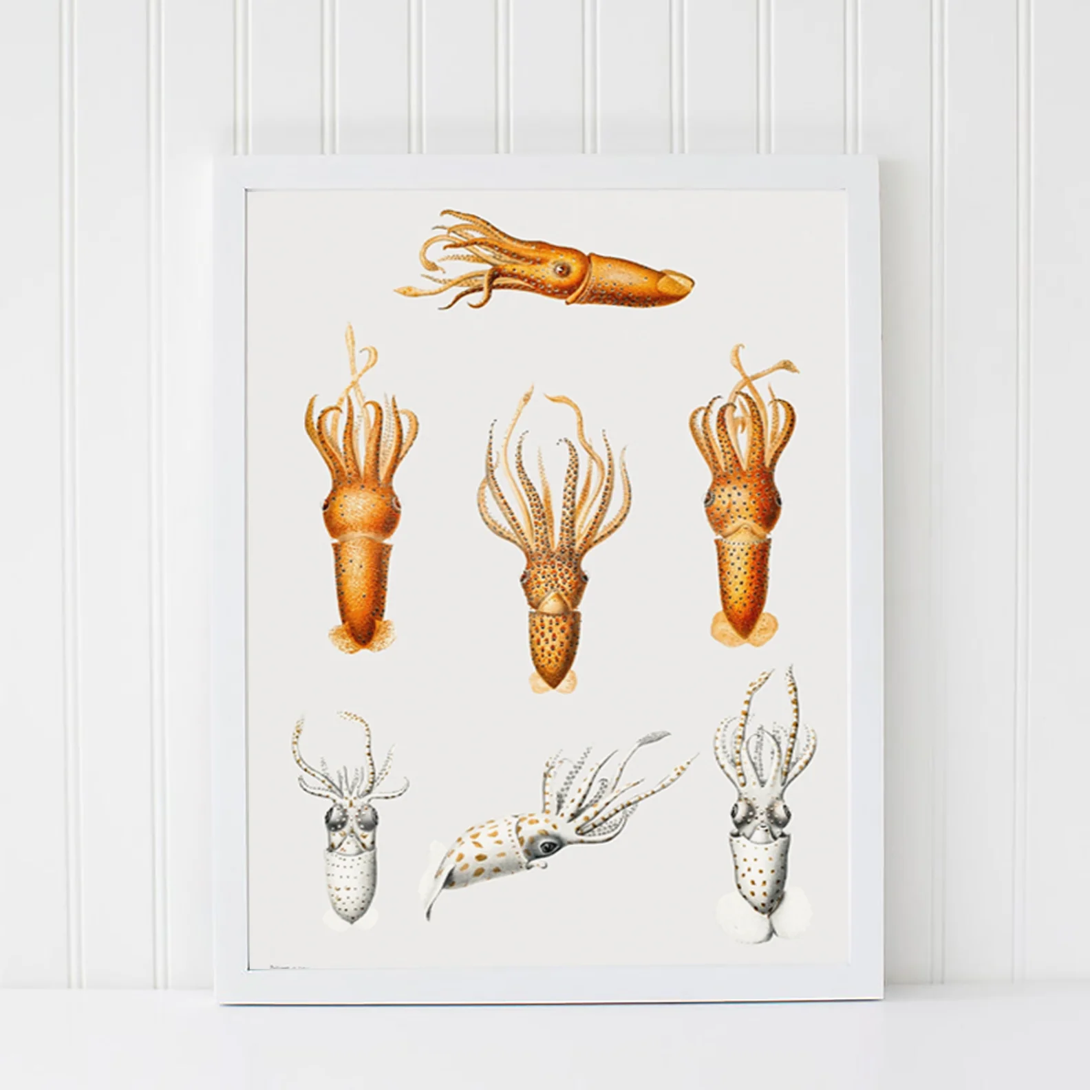 Vintage Wall Art - Squid Varieties Scientific Illustration - Image 11