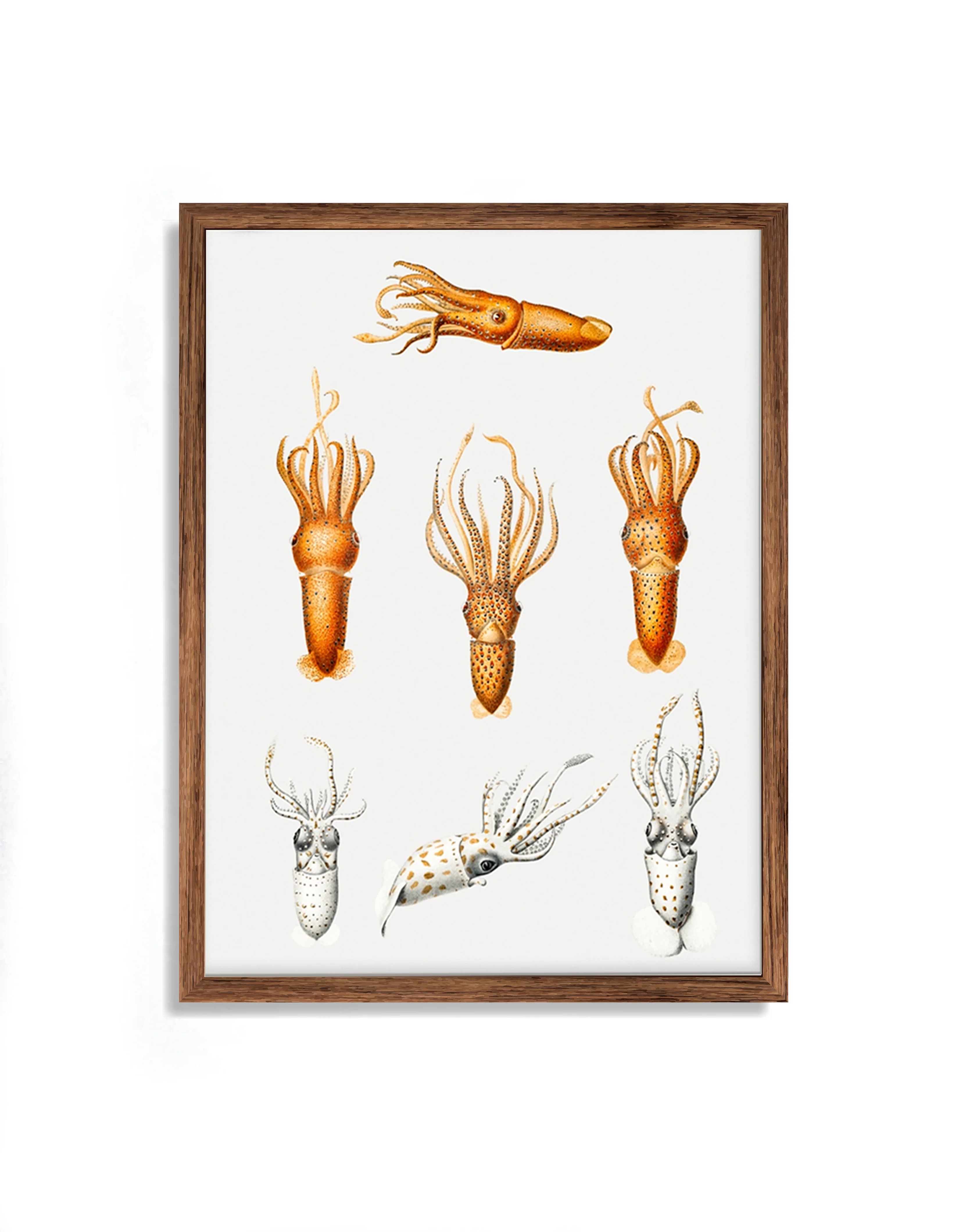 Vintage Wall Art - Squid Varieties Scientific Illustration - Image 12