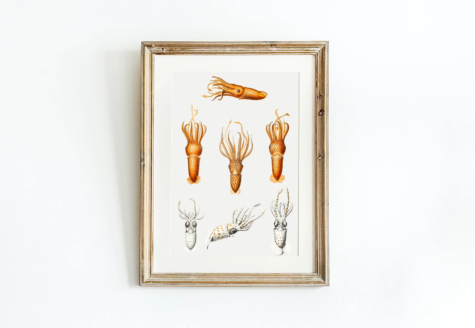 Vintage Wall Art - Squid Varieties Scientific Illustration - Image 4