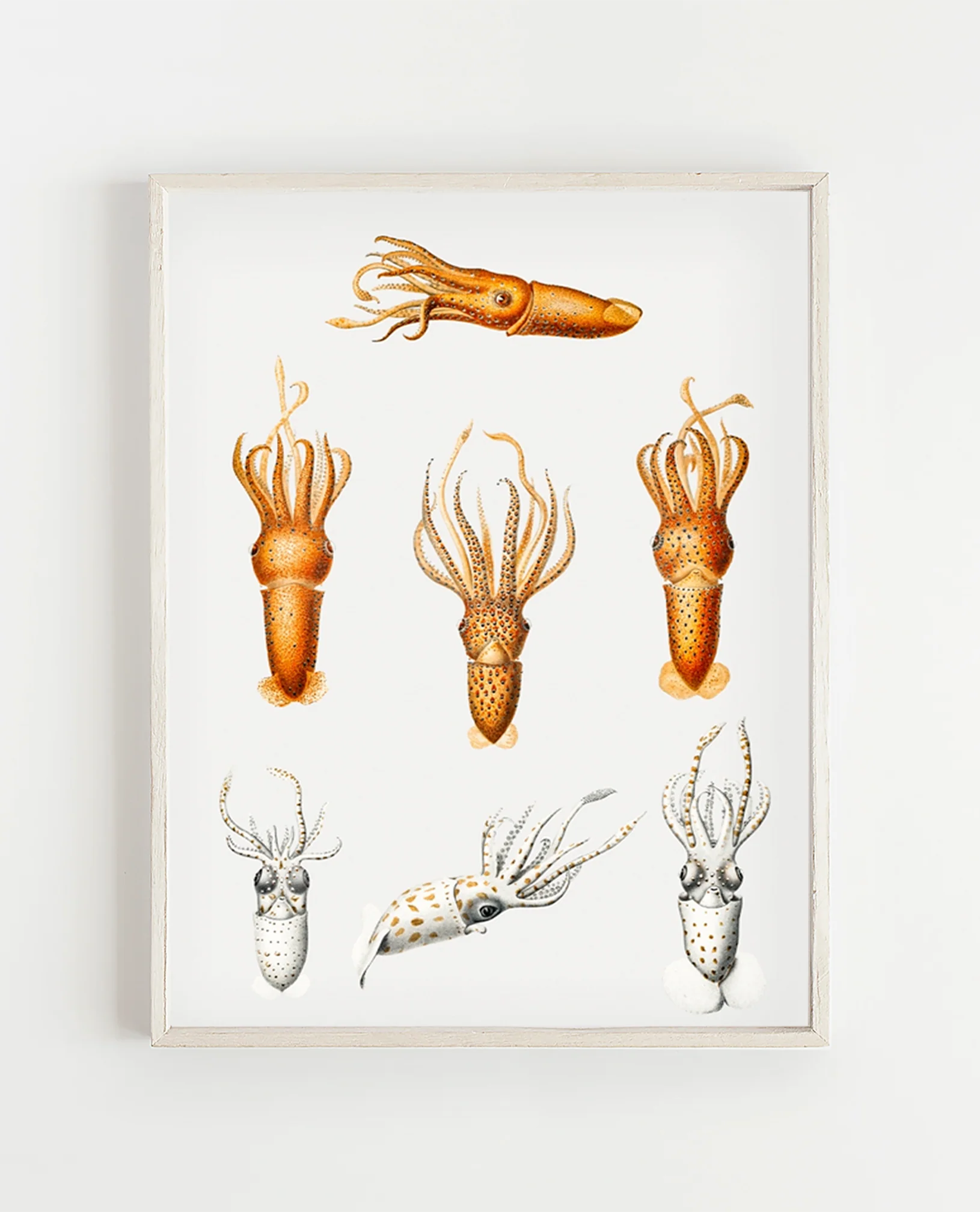 Vintage Wall Art - Squid Varieties Scientific Illustration - Image 9