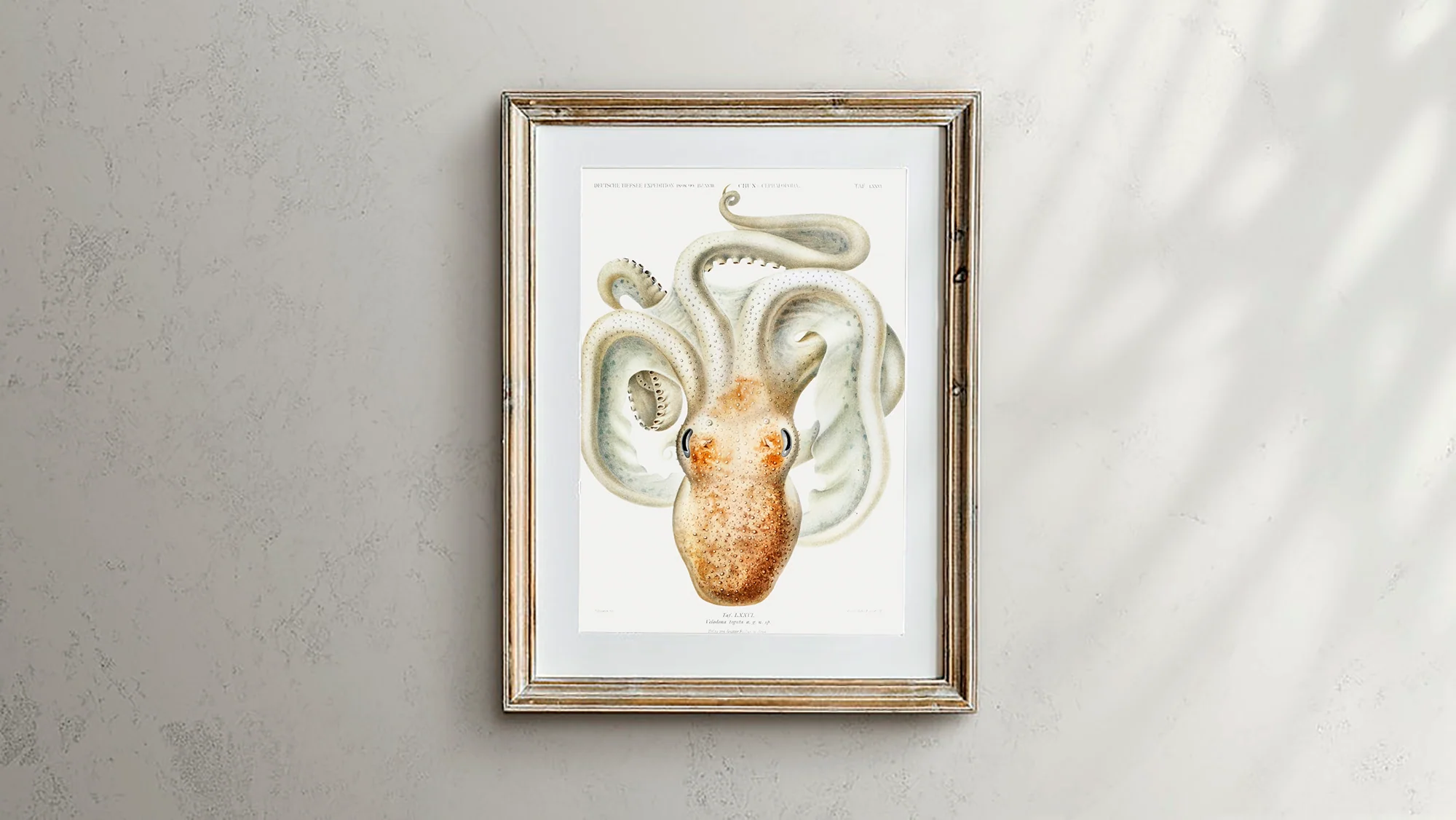 Vintage Wall Art - Velodona Octopus II Scientific Illustration - Image 3