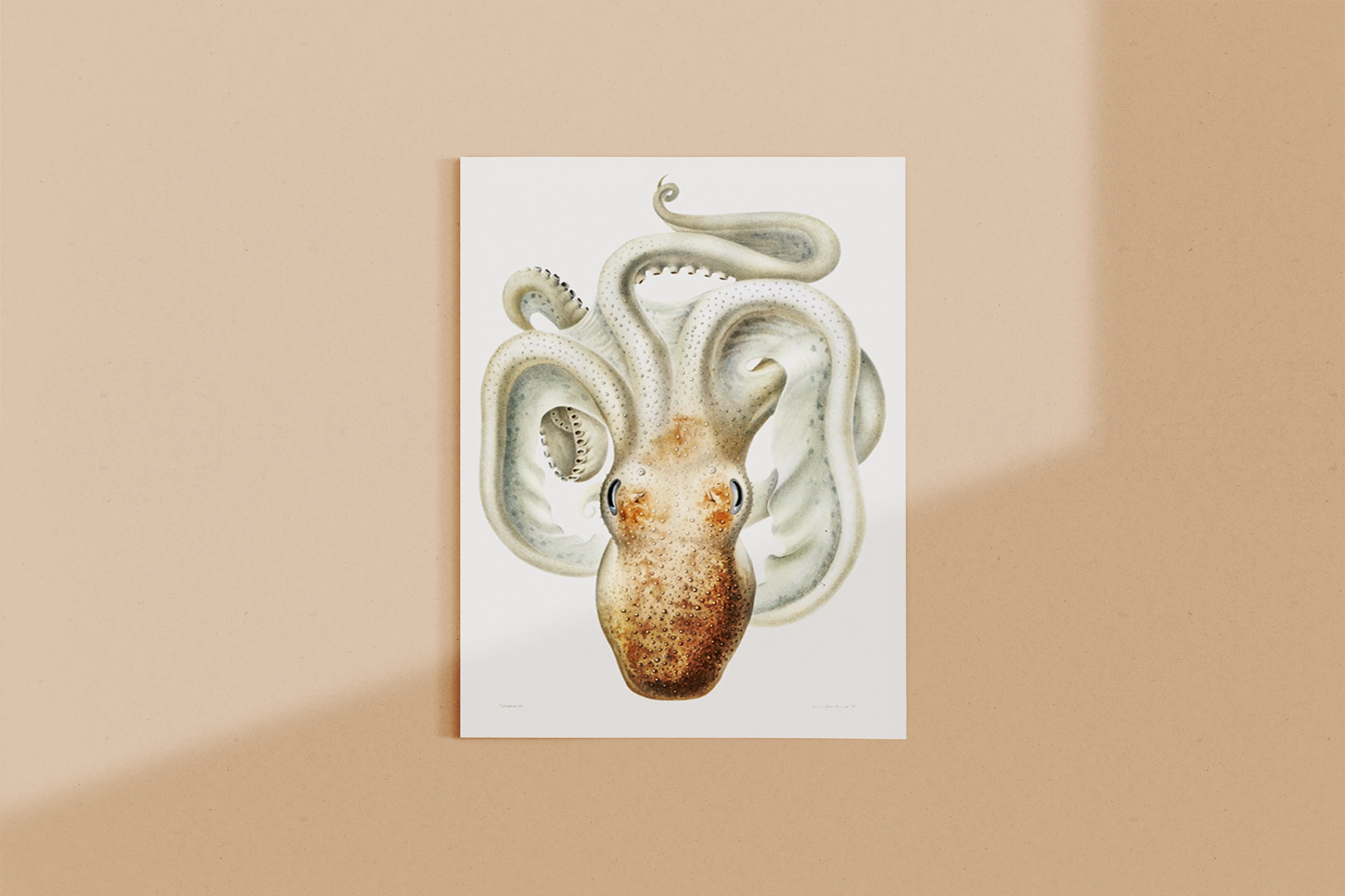 Vintage Wall Art - Velodona Octopus II Scientific Illustration - Image 6