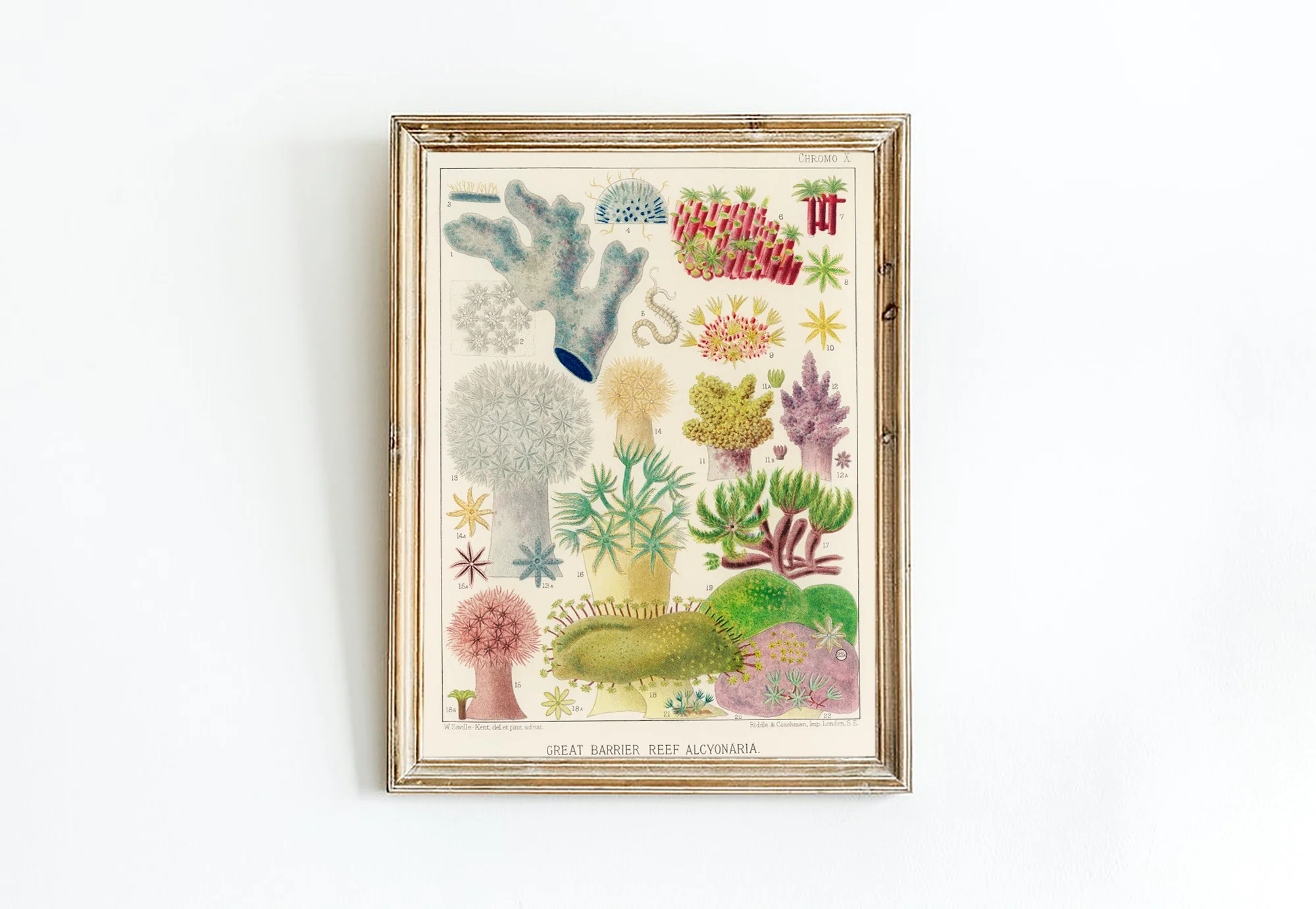 Vintage Illustration Wall Art - Great Barrier Reef Alcyonaria, Plate X - Image 10