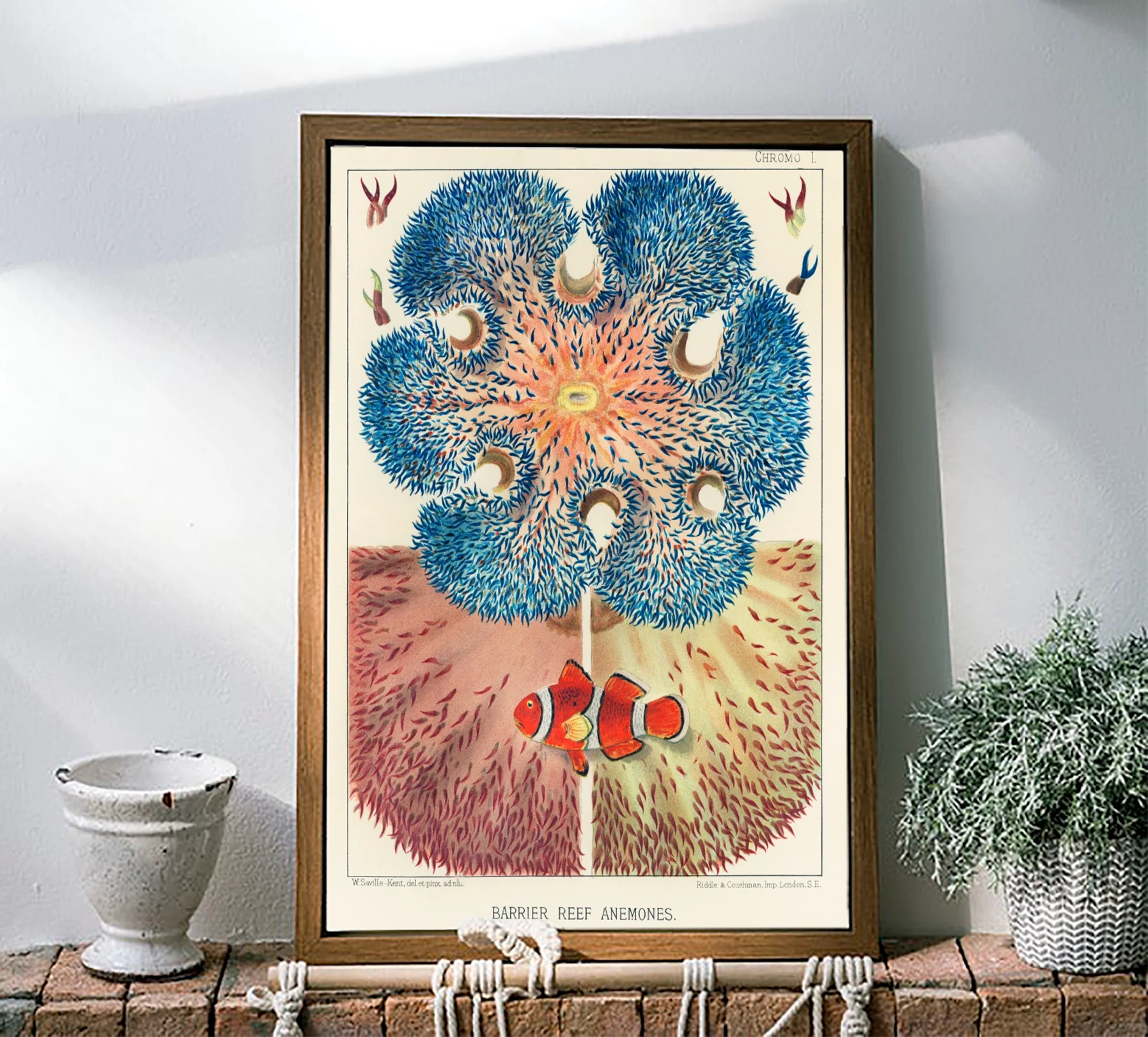 Vintage Illustration Wall Art - Great Barrier Reef Anemones, Plate I