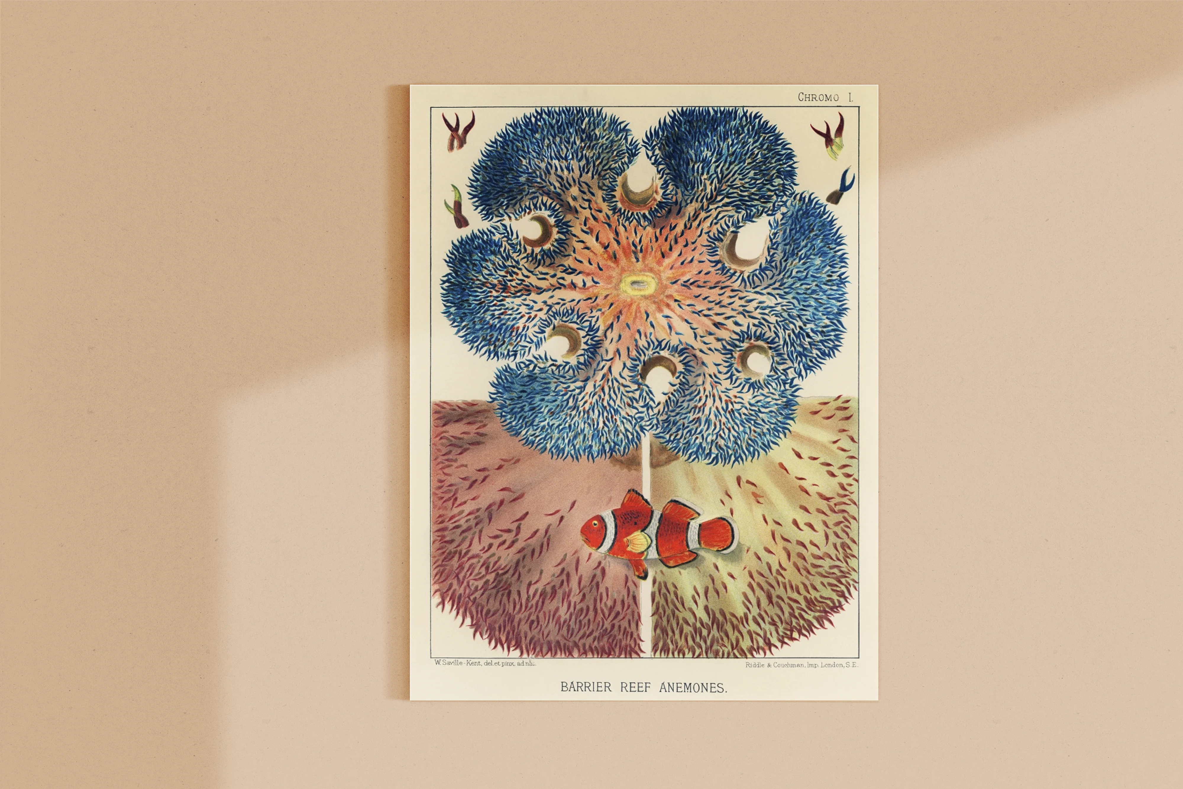 Vintage Illustration Wall Art - Great Barrier Reef Anemones, Plate I - Image 10