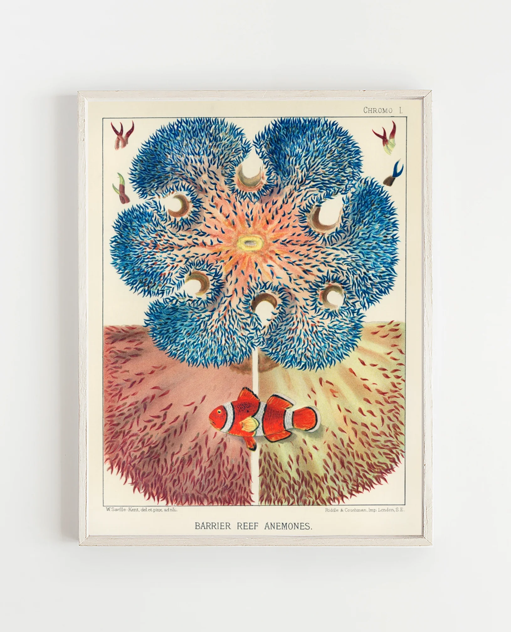Vintage Illustration Wall Art - Great Barrier Reef Anemones, Plate I - Image 11