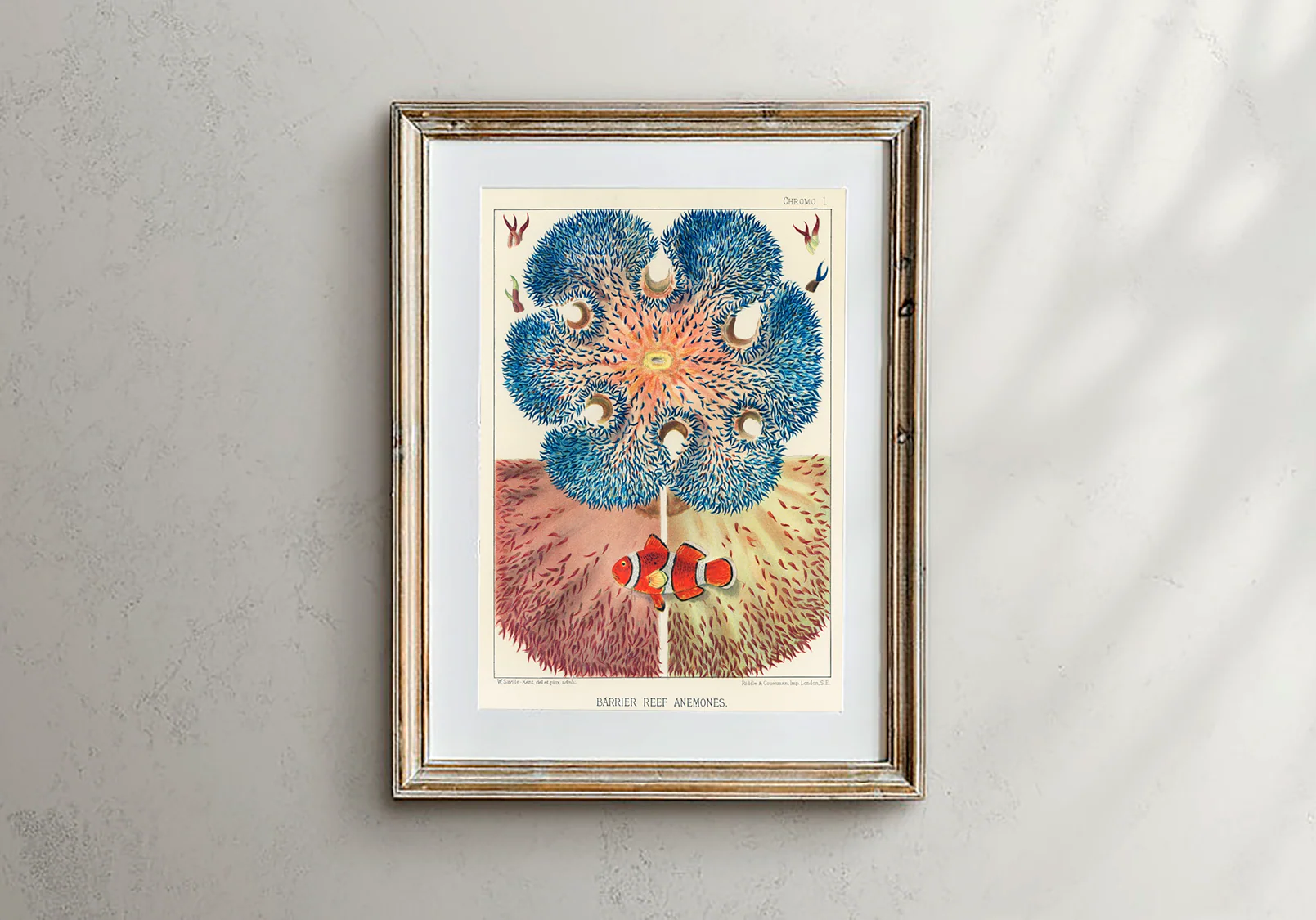 Vintage Illustration Wall Art - Great Barrier Reef Anemones, Plate I - Image 3