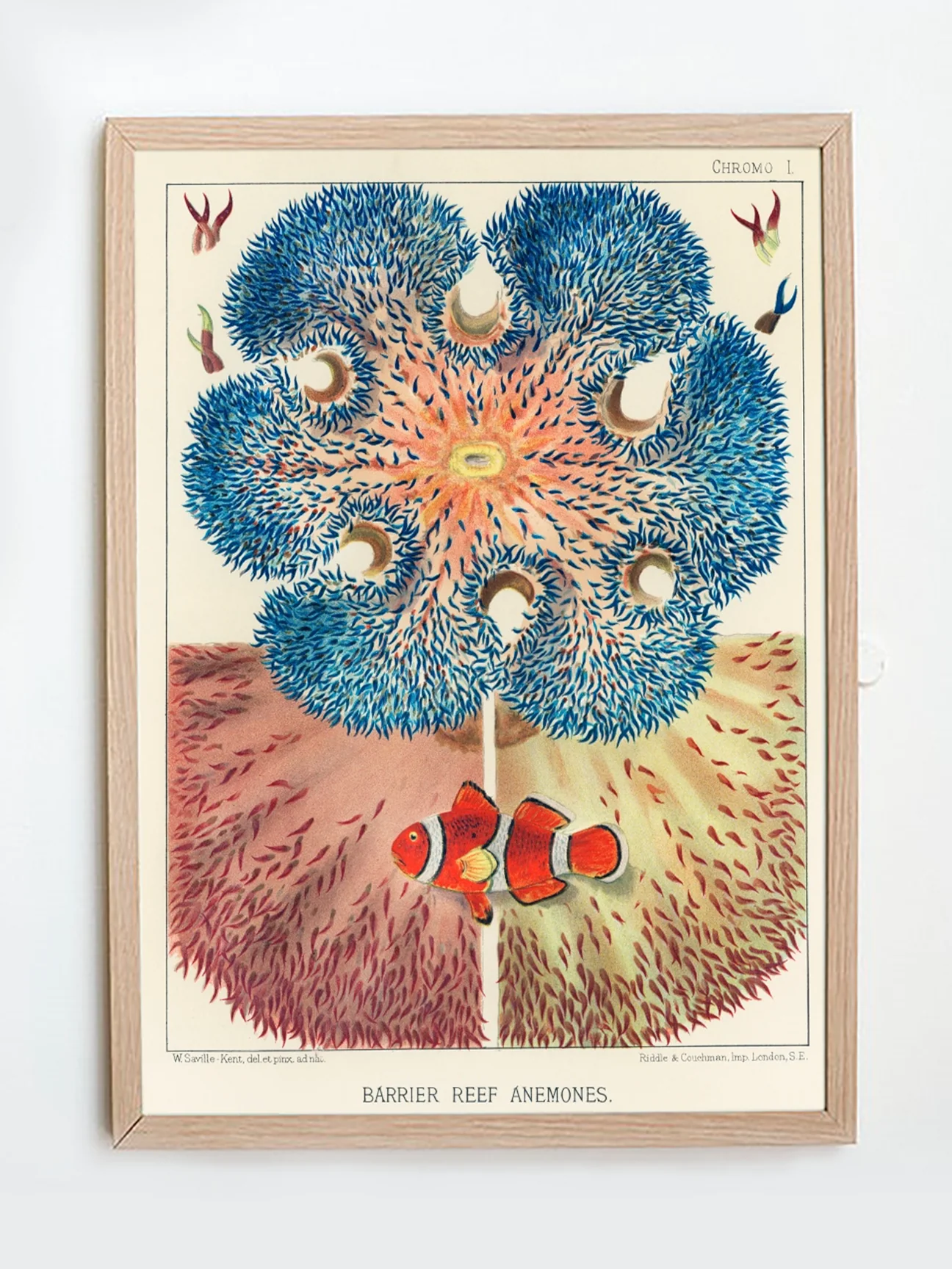 Vintage Illustration Wall Art - Great Barrier Reef Anemones, Plate I - Image 5