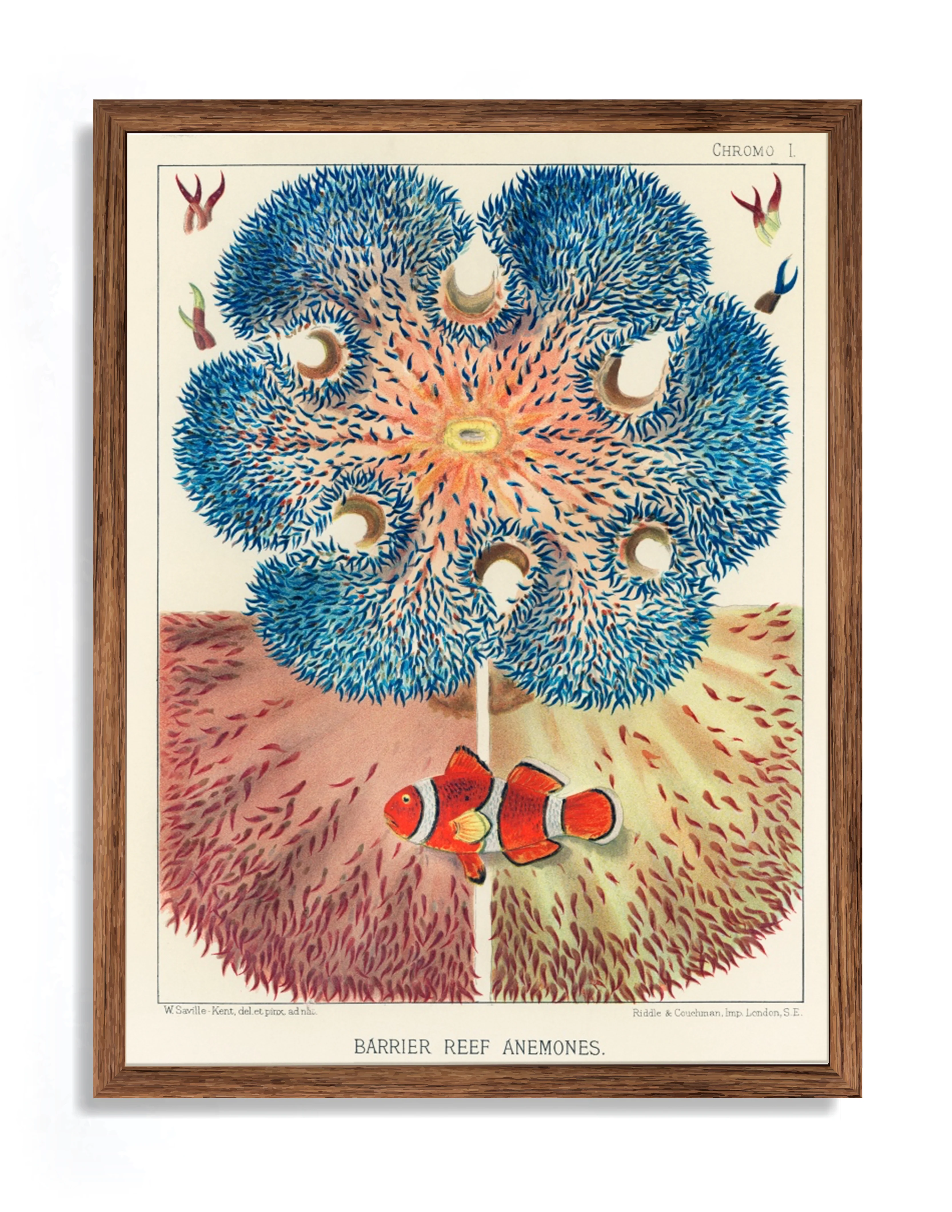 Vintage Illustration Wall Art - Great Barrier Reef Anemones, Plate I - Image 6