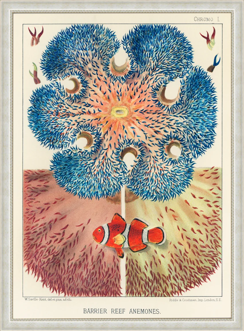 Vintage Illustration Wall Art - Great Barrier Reef Anemones, Plate I - Image 8