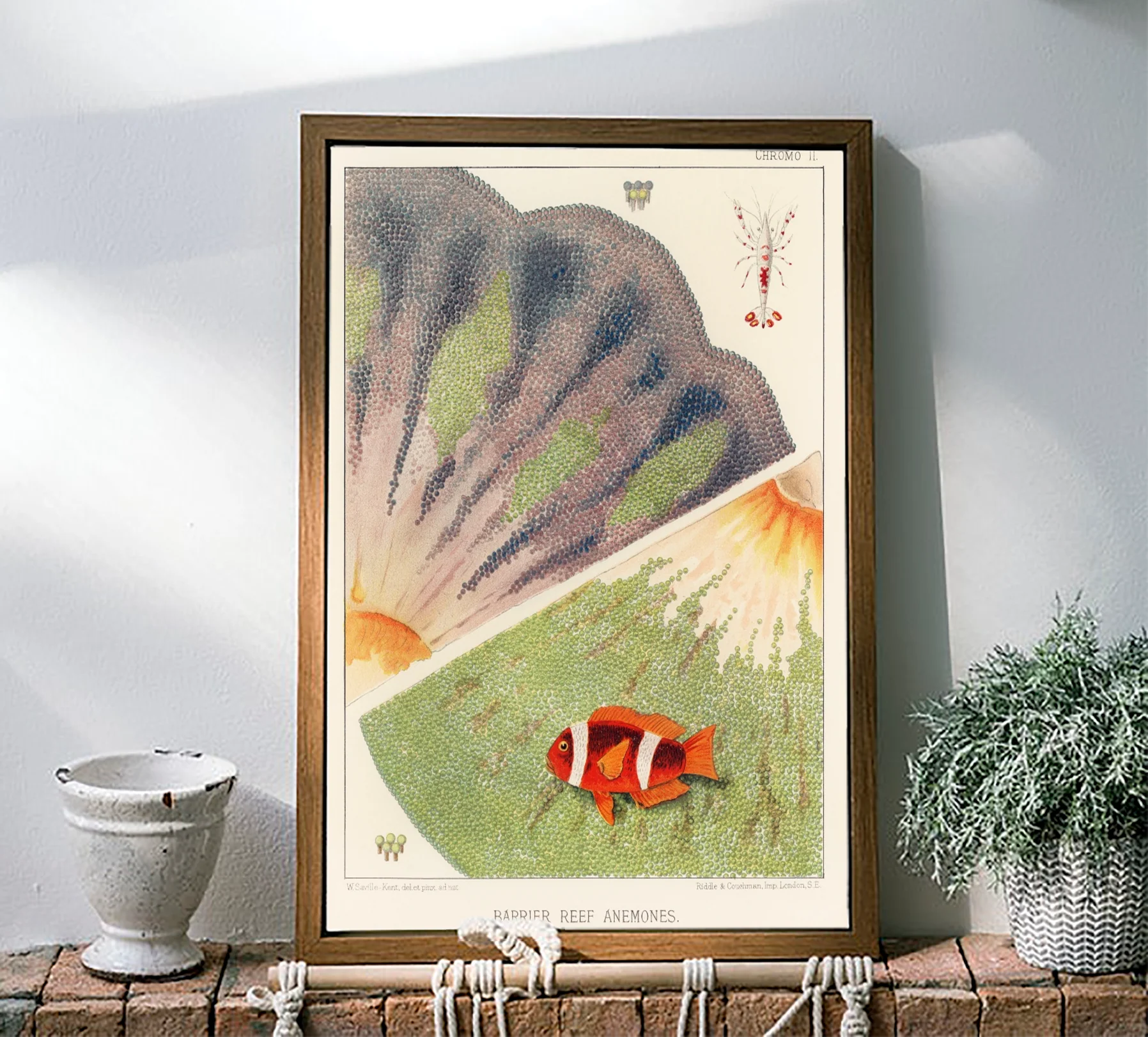 Vintage Illustration Wall Art - Great Barrier Reef Anemones, Plate II