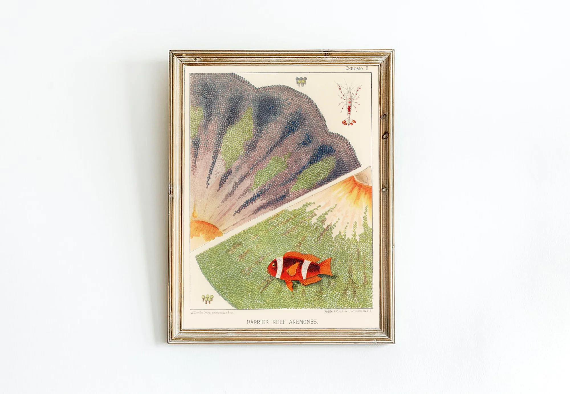 Vintage Illustration Wall Art - Great Barrier Reef Anemones, Plate II - Image 12