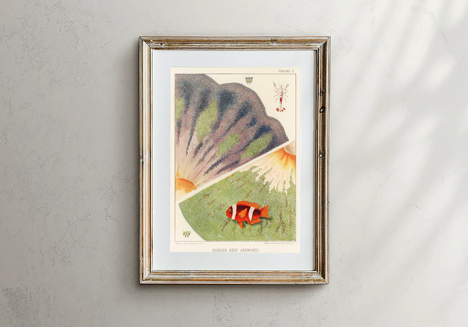Vintage Illustration Wall Art - Great Barrier Reef Anemones, Plate II - Image 3