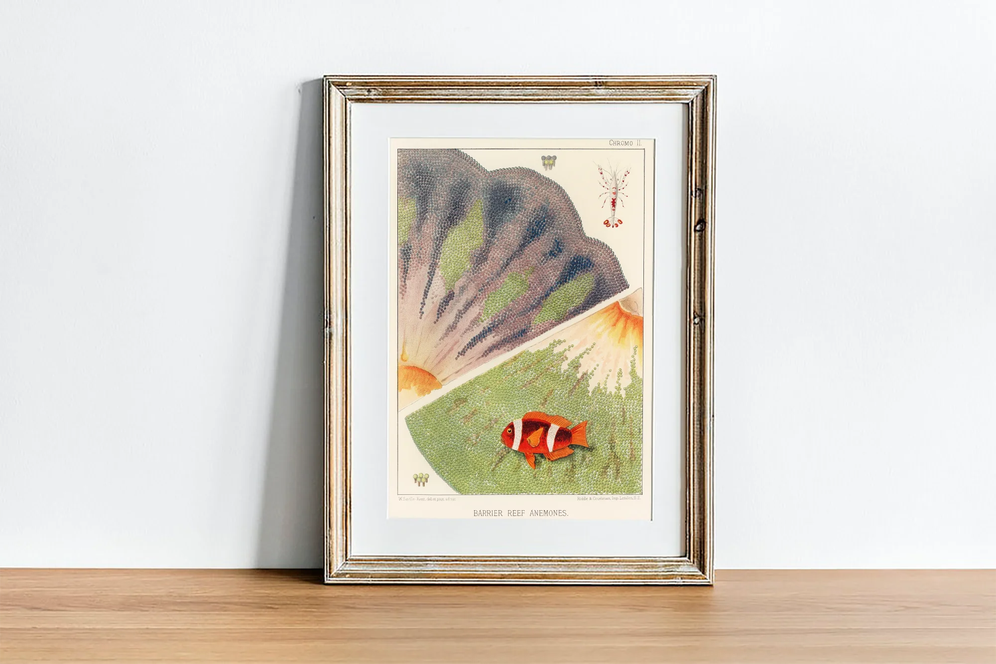 Vintage Illustration Wall Art - Great Barrier Reef Anemones, Plate II - Image 4