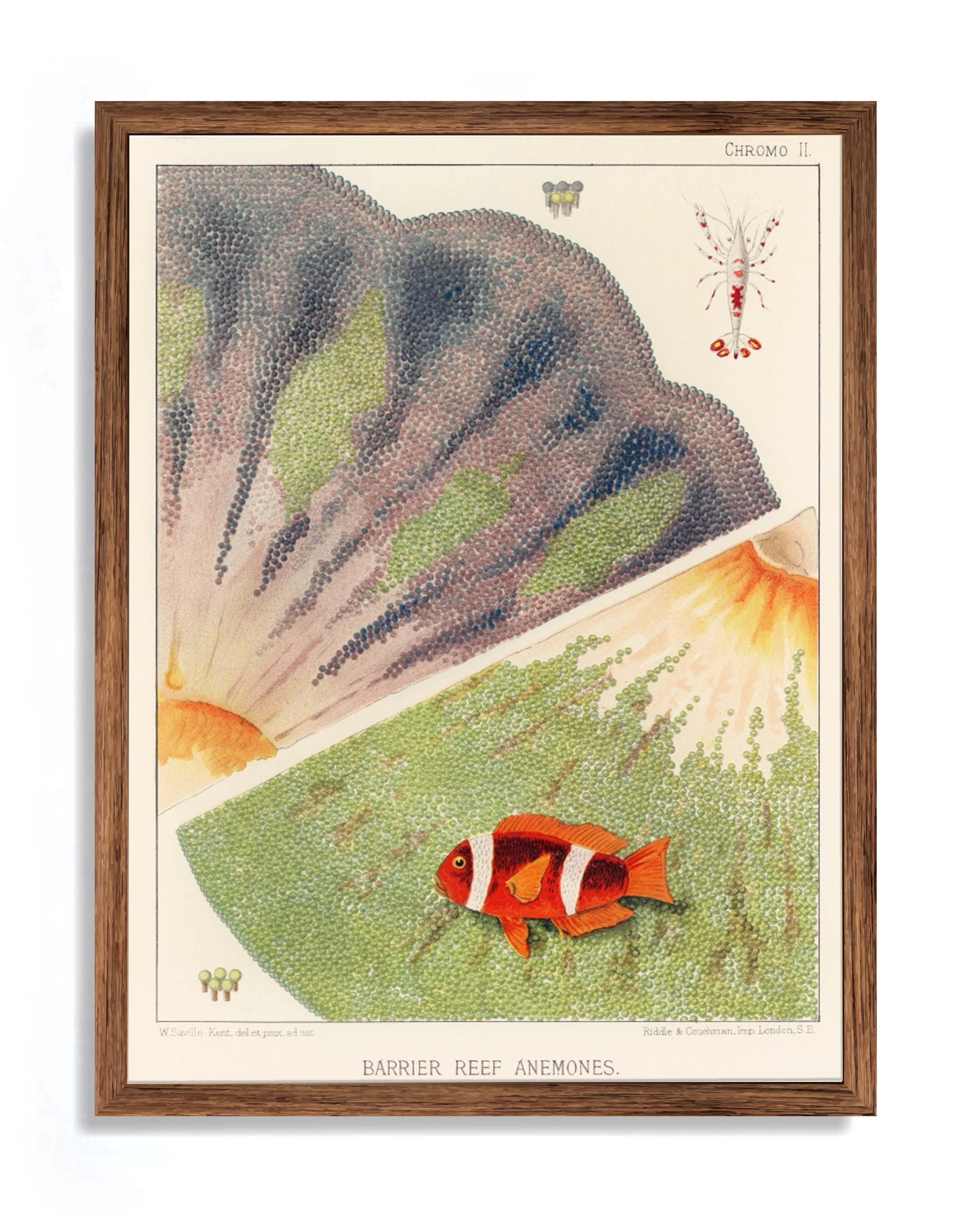 Vintage Illustration Wall Art - Great Barrier Reef Anemones, Plate II - Image 6