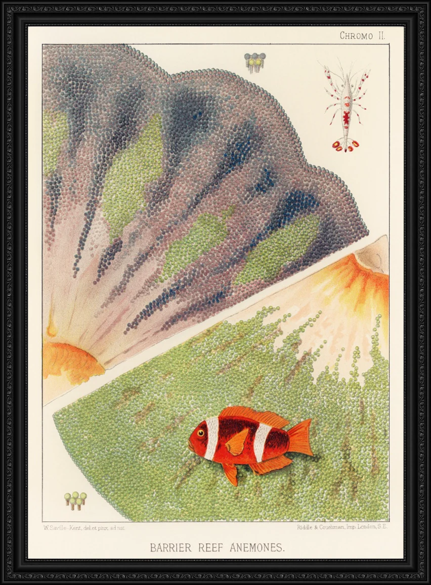 Vintage Illustration Wall Art - Great Barrier Reef Anemones, Plate II - Image 7