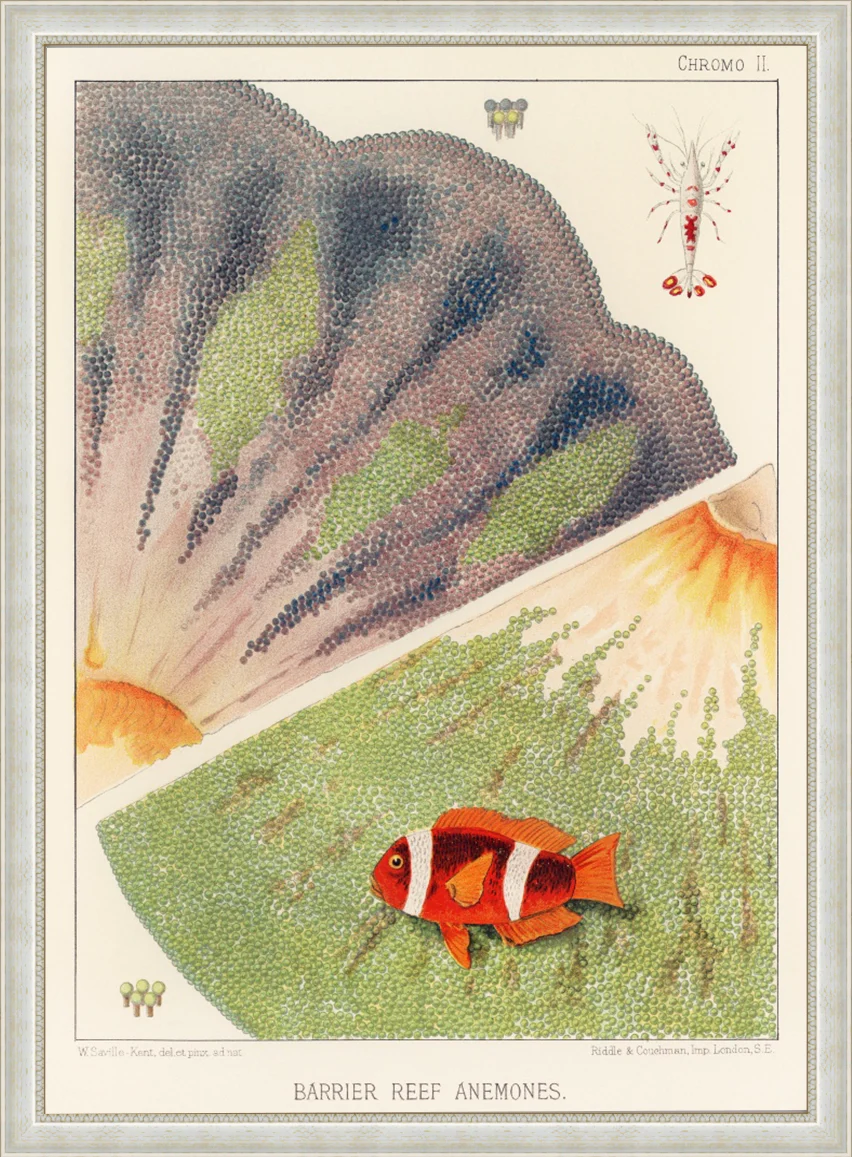 Vintage Illustration Wall Art - Great Barrier Reef Anemones, Plate II - Image 8