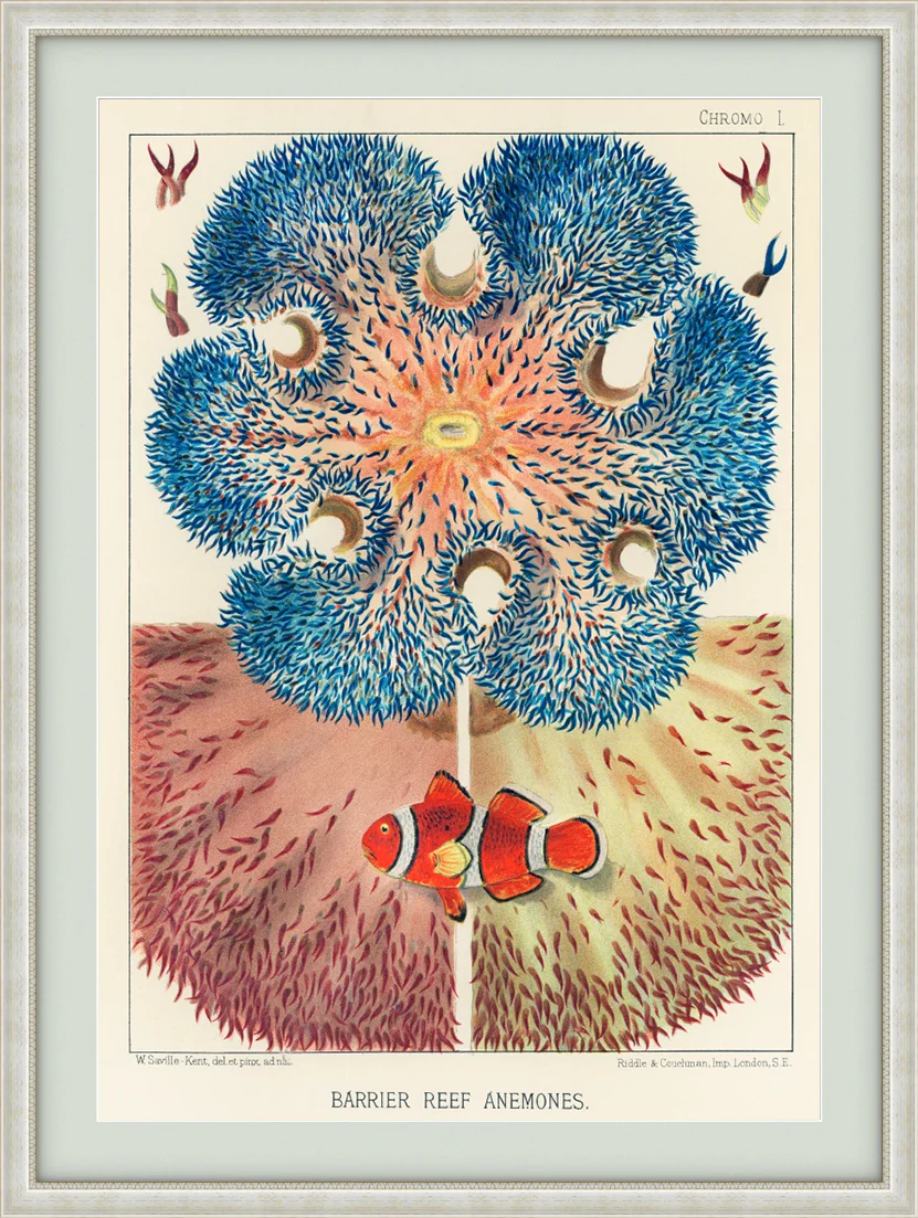 Vintage Illustration Wall Art - Great Barrier Reef Anemones, Plate II - Image 9