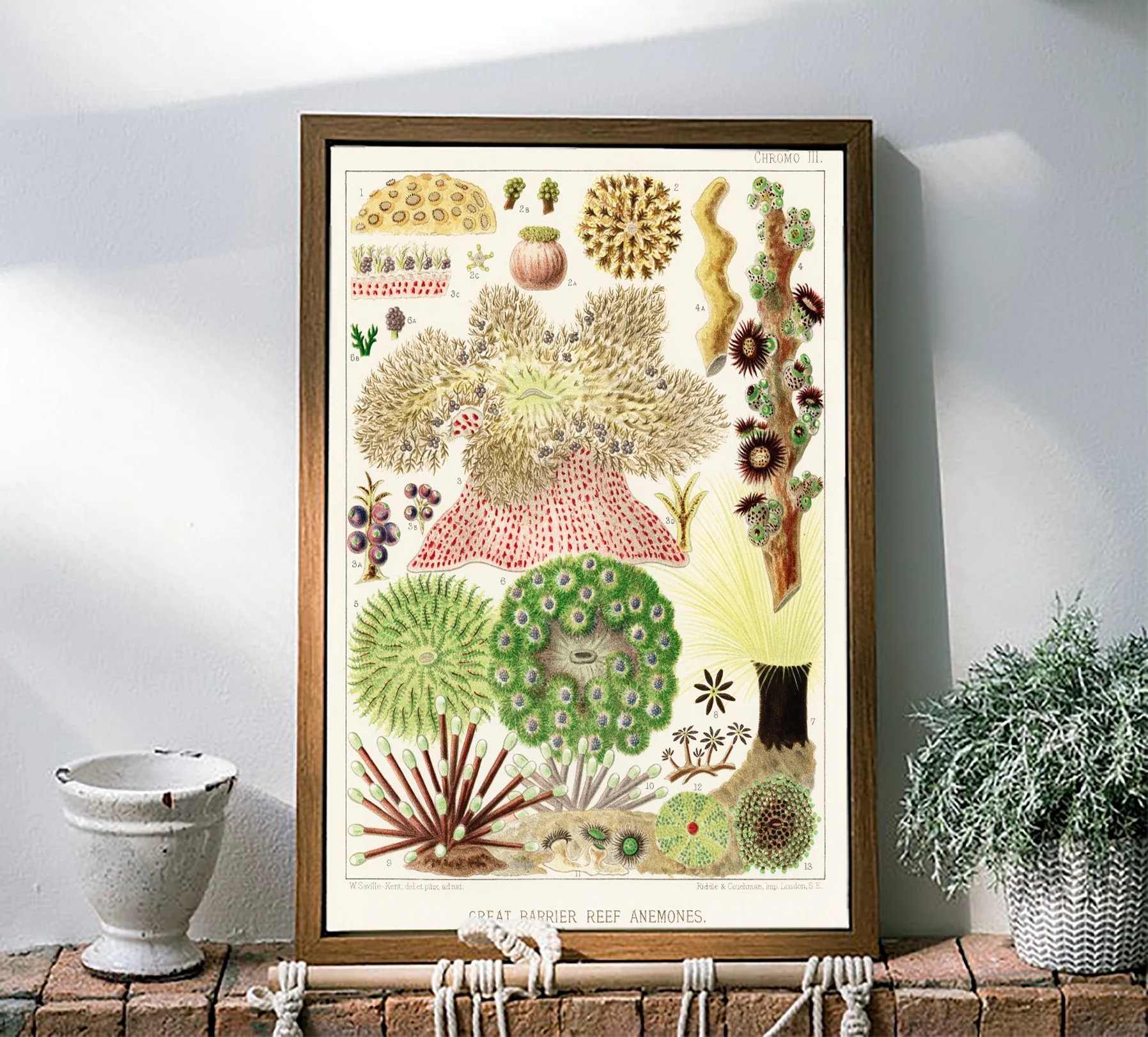 Vintage Illustration Wall Art - Great Barrier Reef Anemones, Plate III