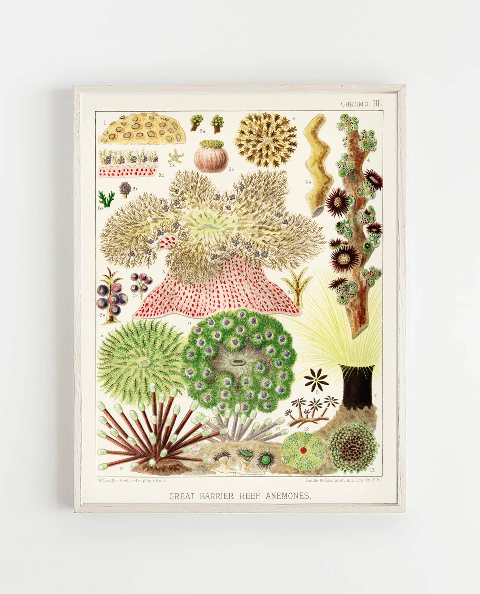 Vintage Illustration Wall Art - Great Barrier Reef Anemones, Plate III - Image 11