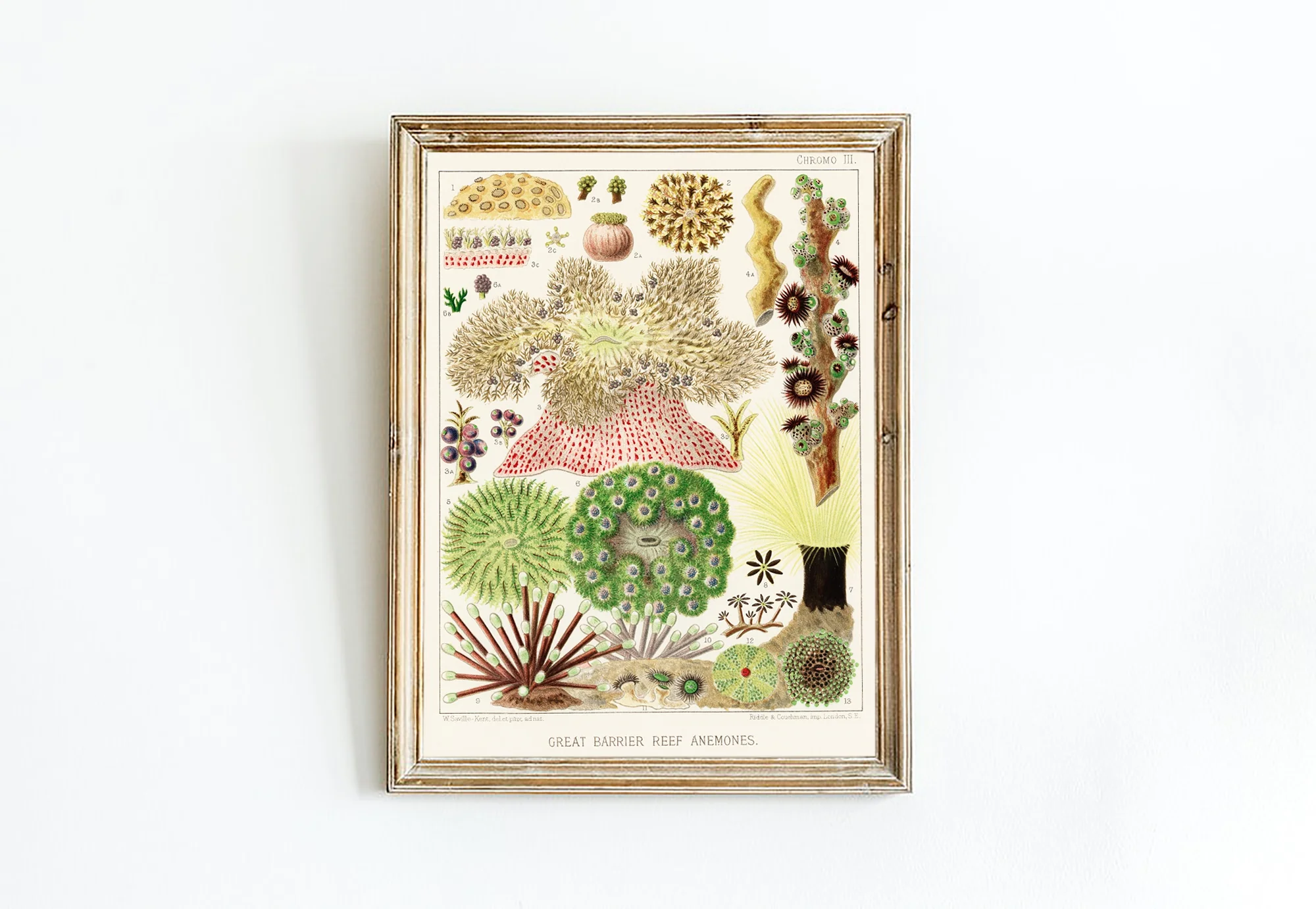 Vintage Illustration Wall Art - Great Barrier Reef Anemones, Plate III - Image 12