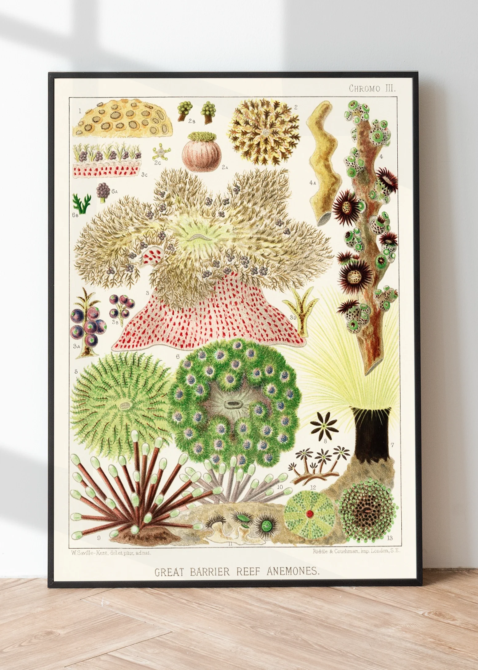Vintage Illustration Wall Art - Great Barrier Reef Anemones, Plate III - Image 2