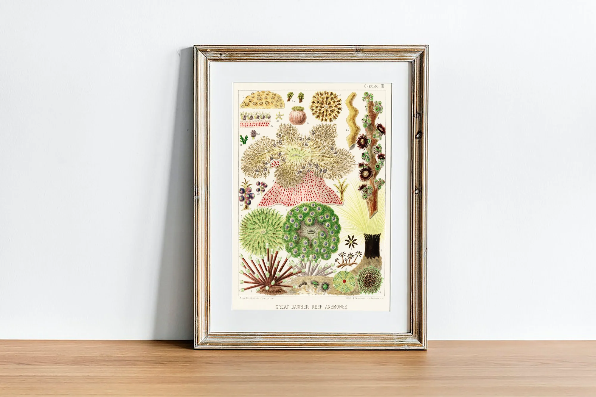 Vintage Illustration Wall Art - Great Barrier Reef Anemones, Plate III - Image 4