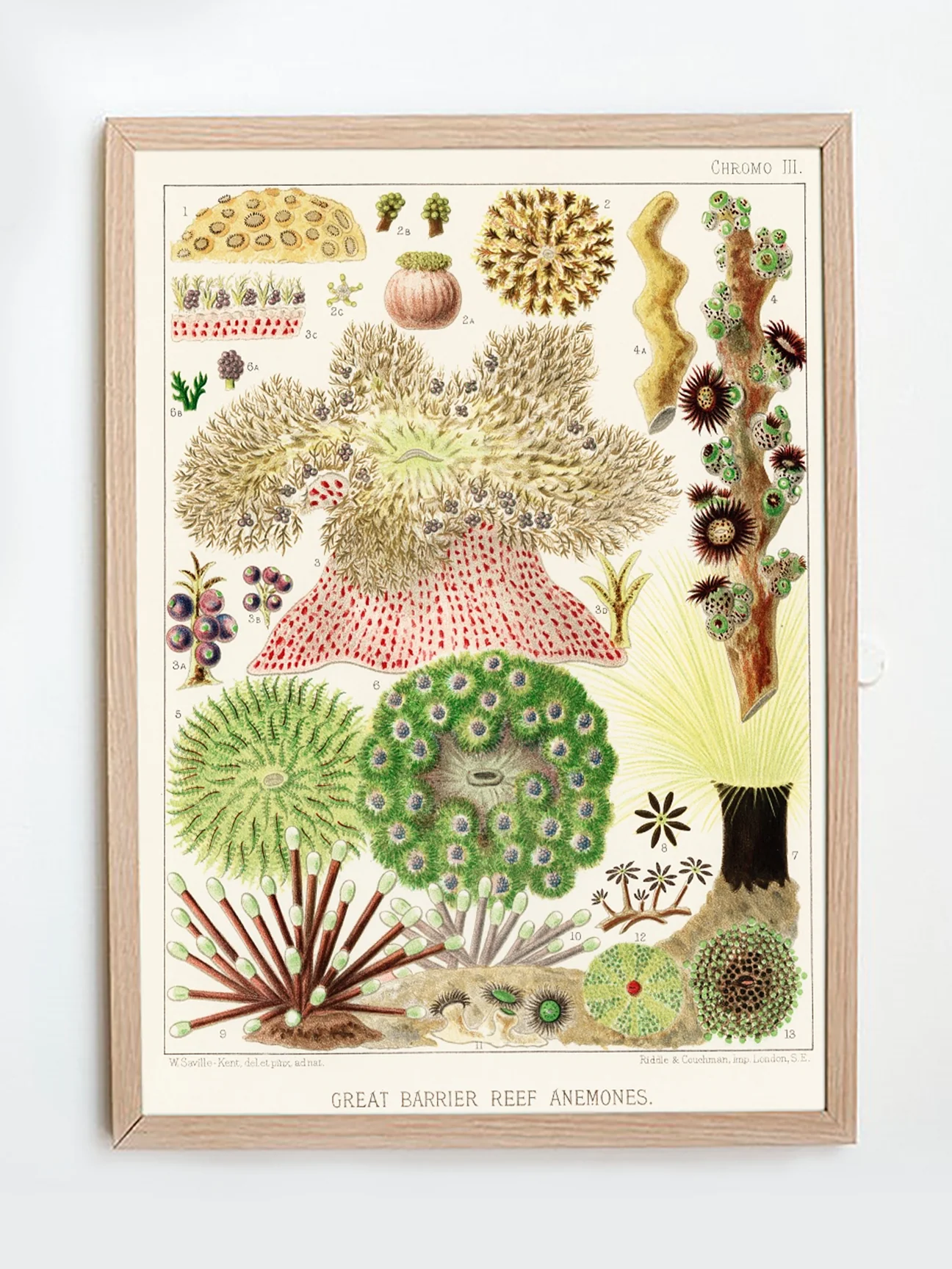 Vintage Illustration Wall Art - Great Barrier Reef Anemones, Plate III - Image 5