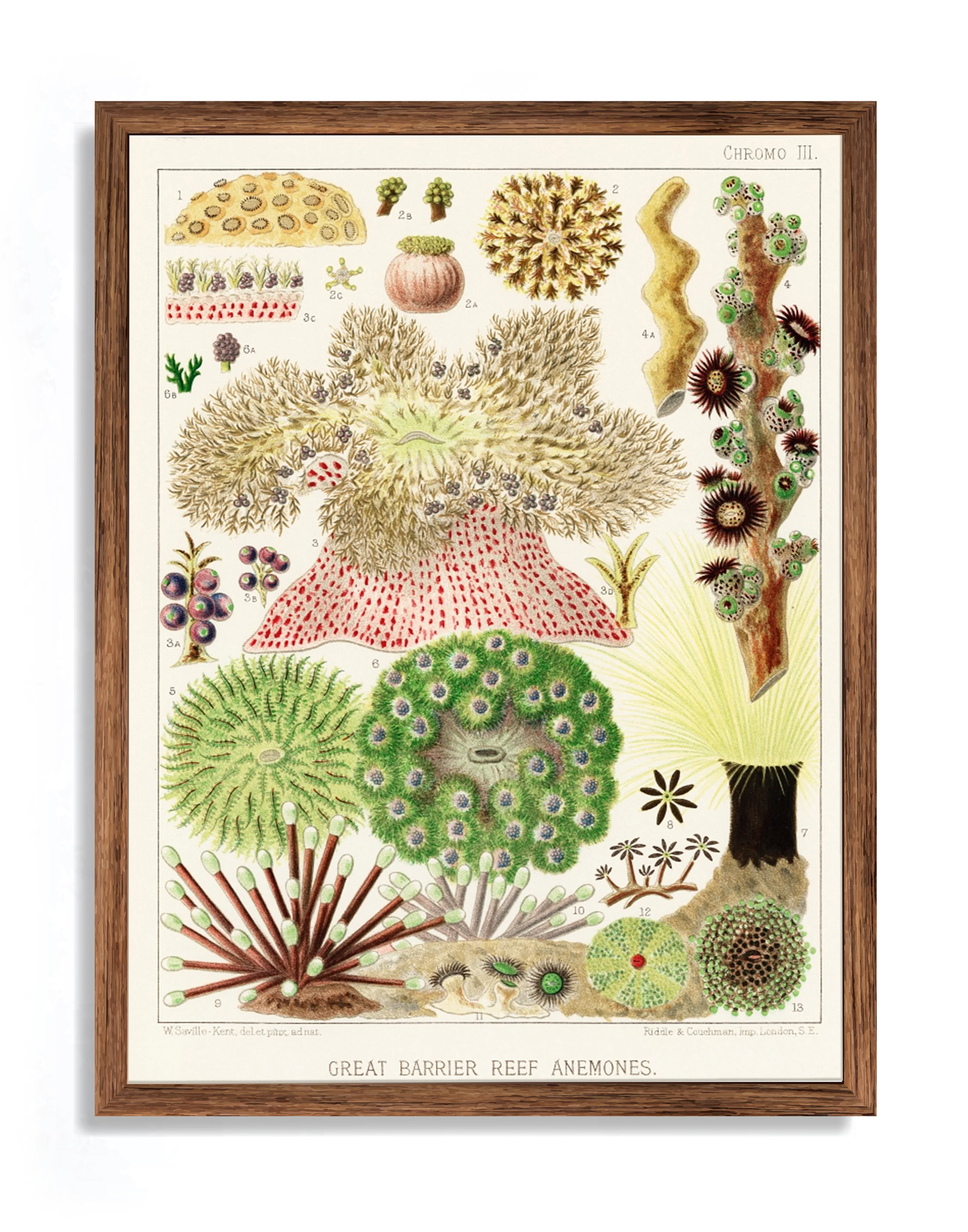 Vintage Illustration Wall Art - Great Barrier Reef Anemones, Plate III - Image 6