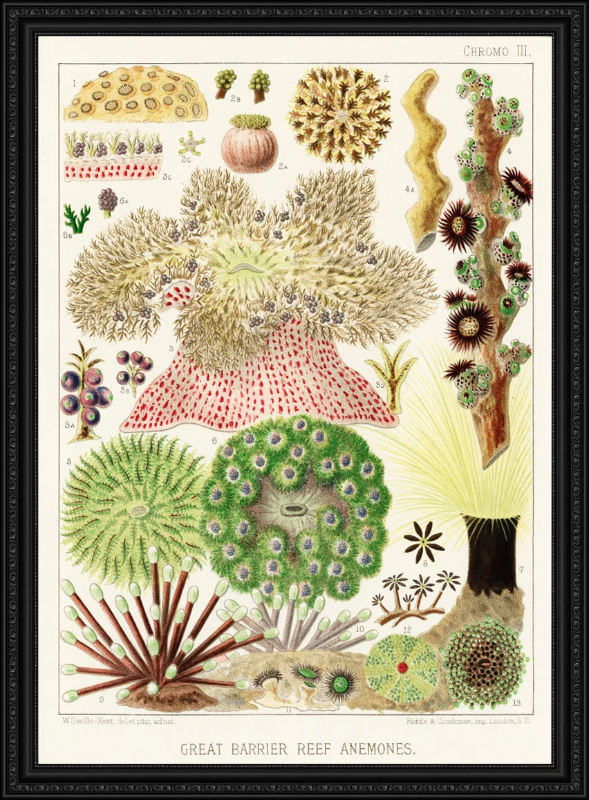 Vintage Illustration Wall Art - Great Barrier Reef Anemones, Plate III - Image 7