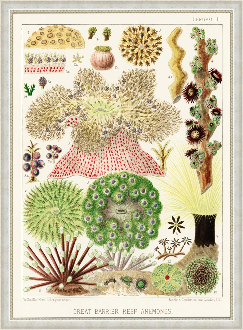 Vintage Illustration Wall Art - Great Barrier Reef Anemones, Plate III - Image 8