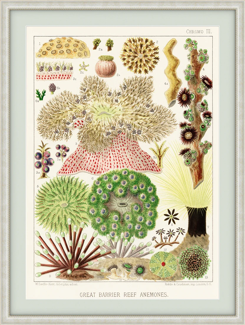 Vintage Illustration Wall Art - Great Barrier Reef Anemones, Plate III - Image 9