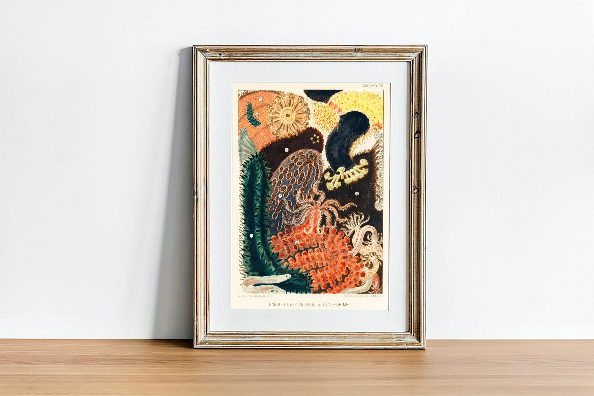 Vintage Illustration Wall Art - Great Barrier Reef Trepang or Beche-De-Mer, Plate XII - Image 4