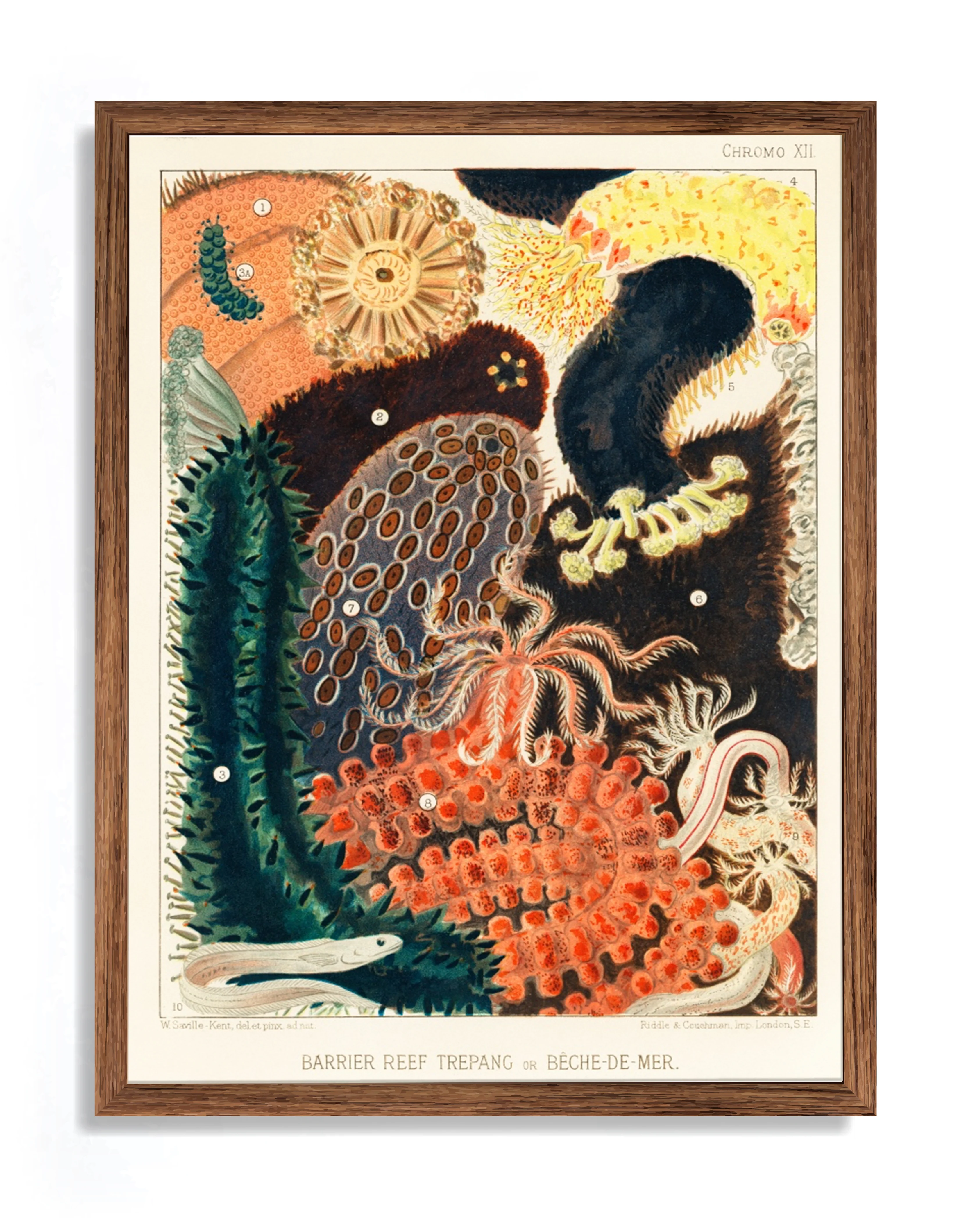 Vintage Illustration Wall Art - Great Barrier Reef Trepang or Beche-De-Mer, Plate XII - Image 6
