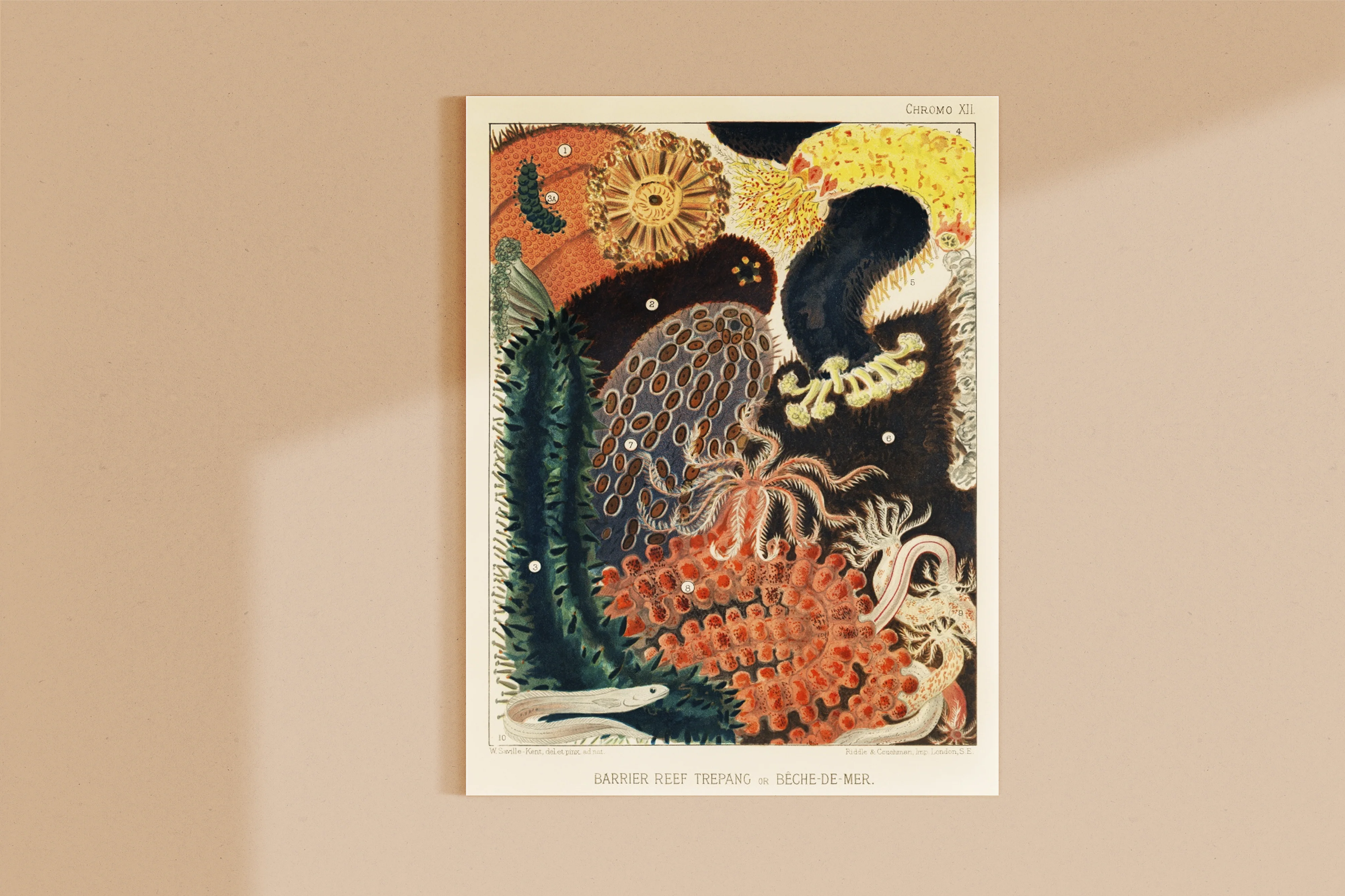 Vintage Illustration Wall Art - Great Barrier Reef Trepang or Beche-De-Mer, Plate XII - Image 9