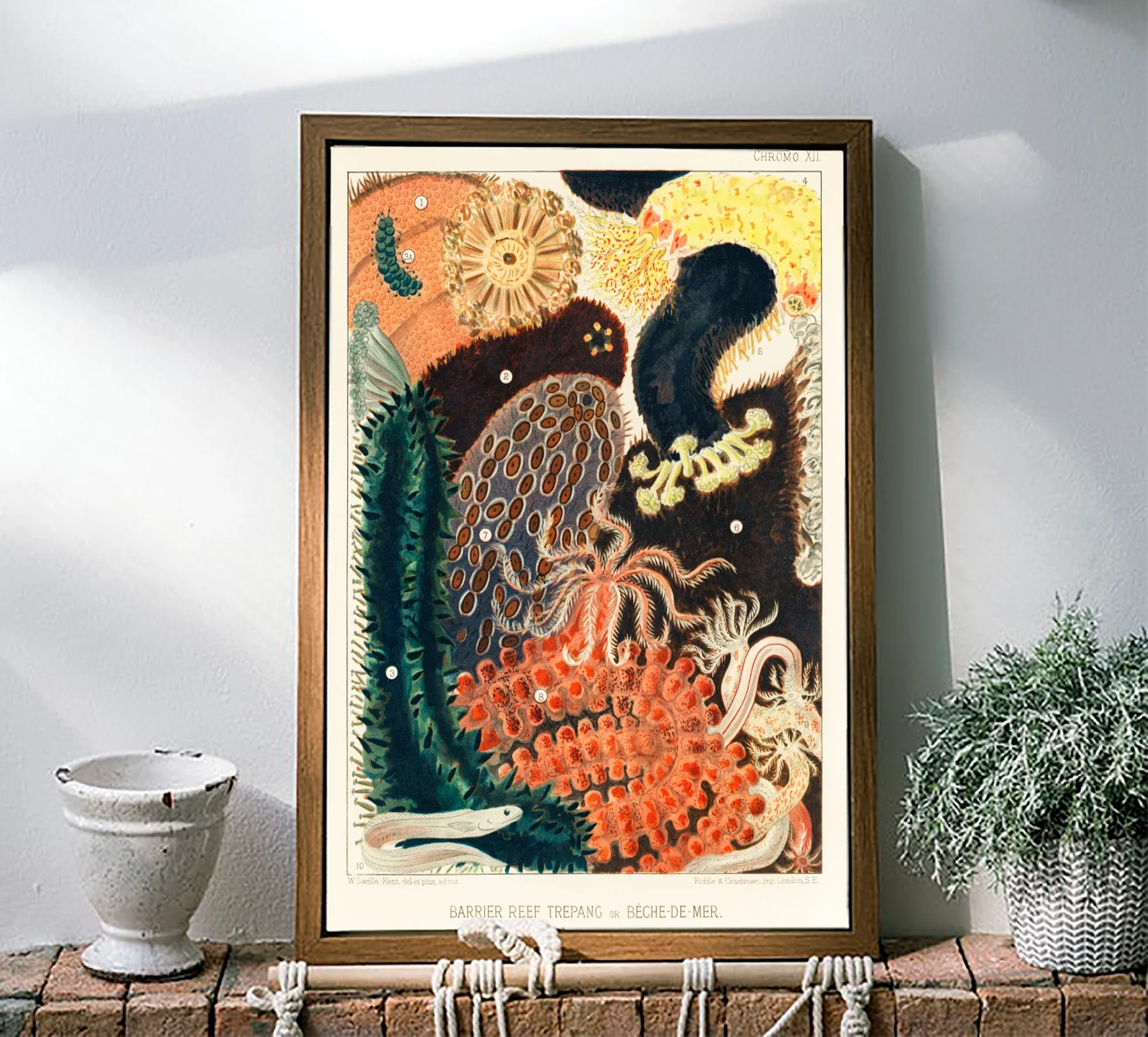 Vintage Illustration Wall Art - Great Barrier Reef Enchinoderms, Plate XII