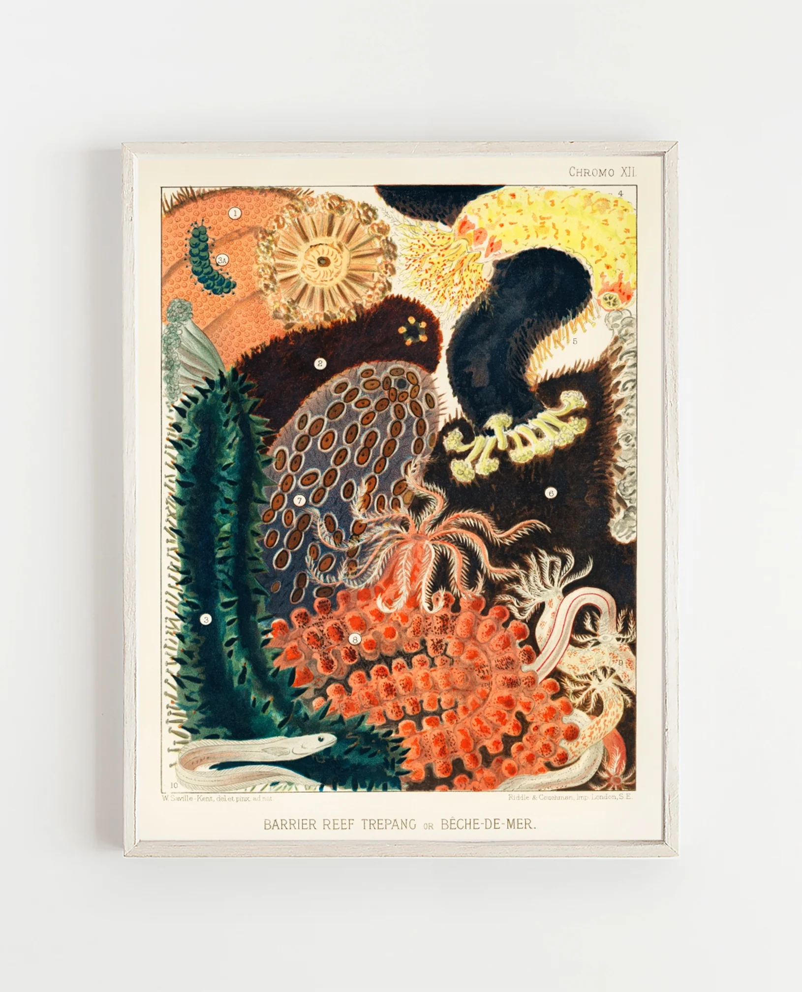 Vintage Illustration Wall Art - Great Barrier Reef Enchinoderms, Plate XII - Image 10
