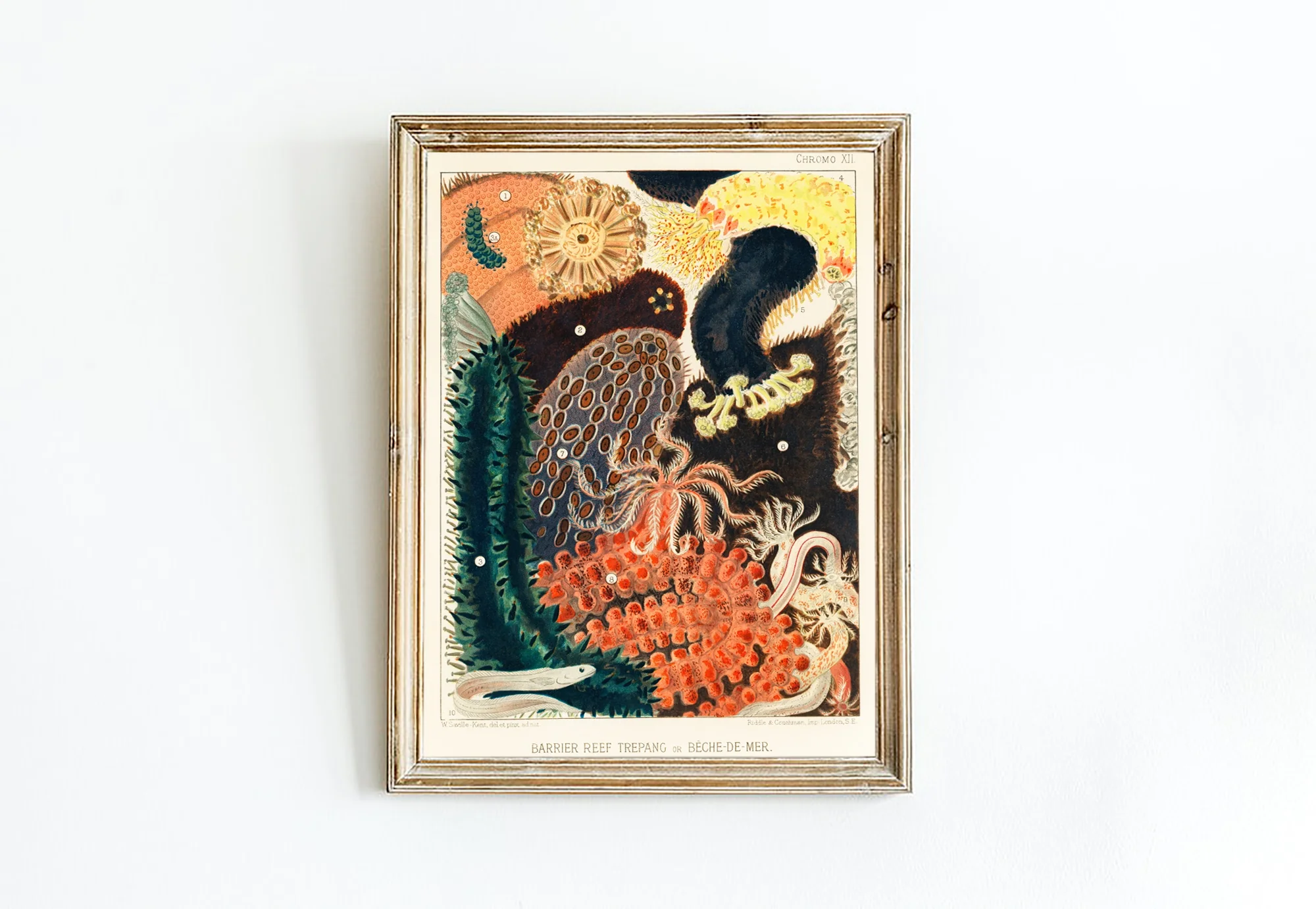 Vintage Illustration Wall Art - Great Barrier Reef Enchinoderms, Plate XII - Image 11
