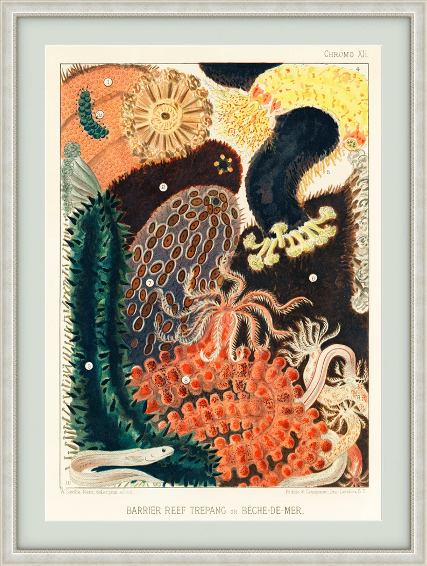 Vintage Illustration Wall Art - Great Barrier Reef Enchinoderms, Plate XII - Image 8