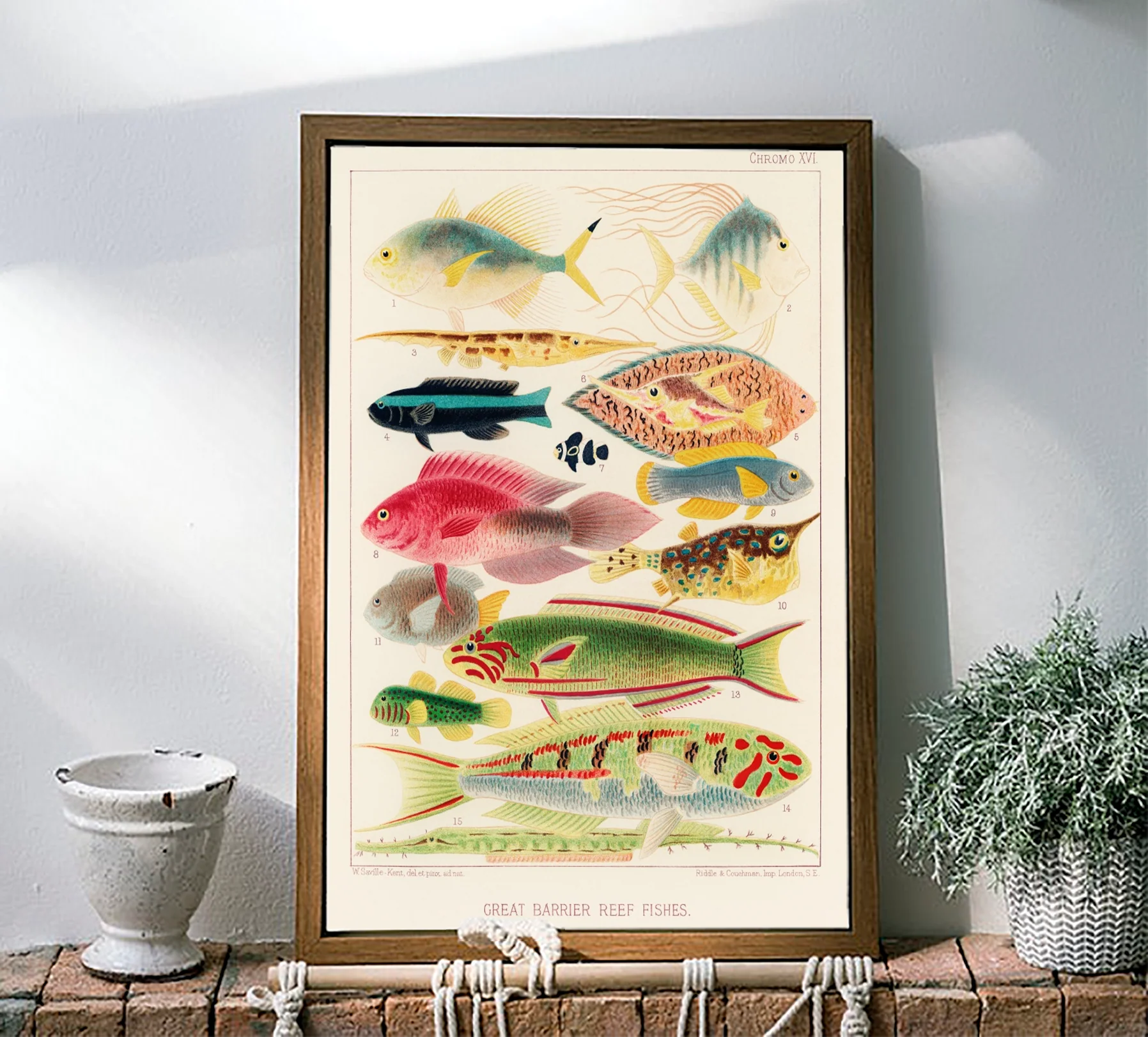 Vintage Illustration Wall Art - Great Barrier Reef Fishes, Plate XVI