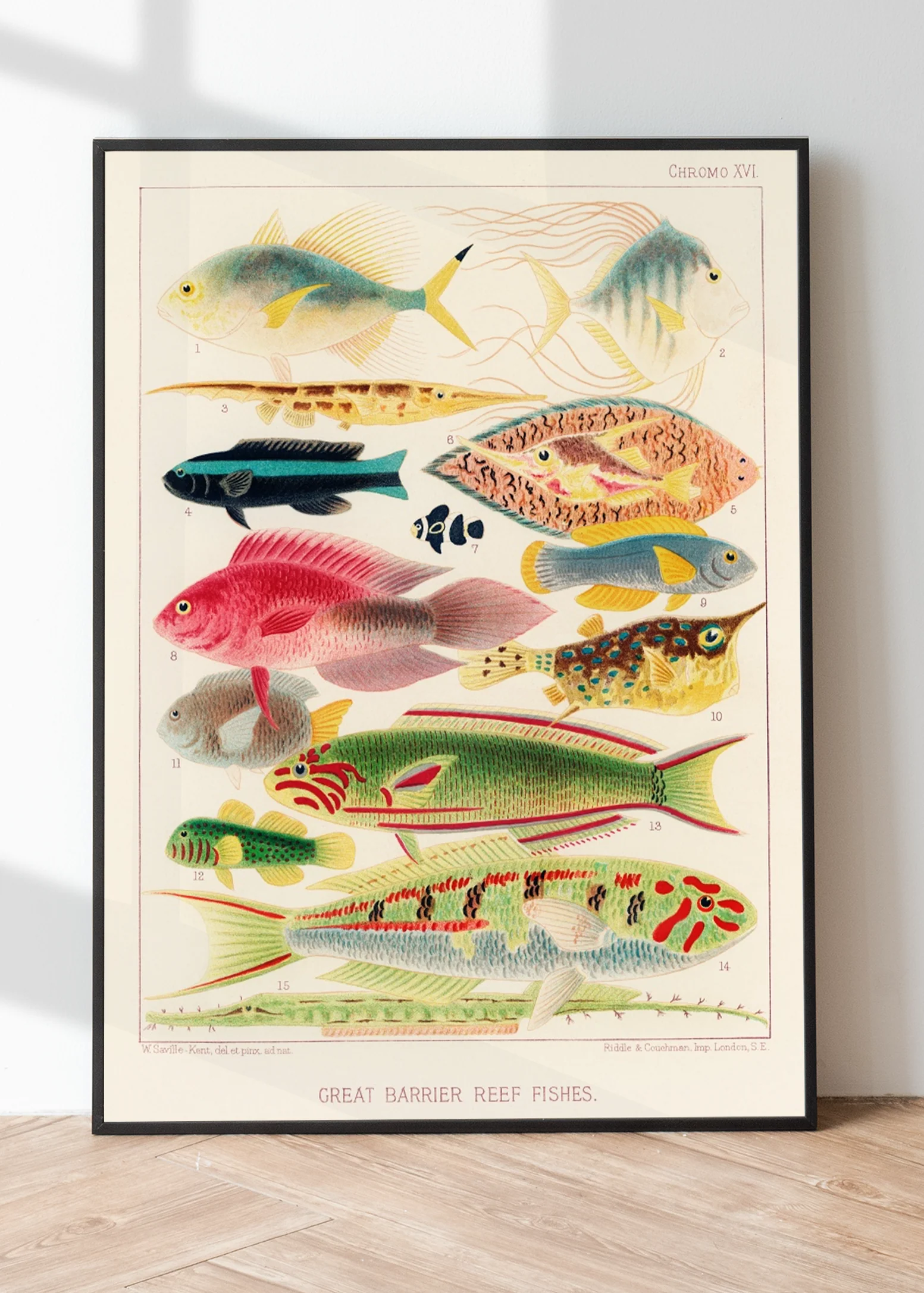 Vintage Illustration Wall Art - Great Barrier Reef Fishes, Plate XVI - Image 2