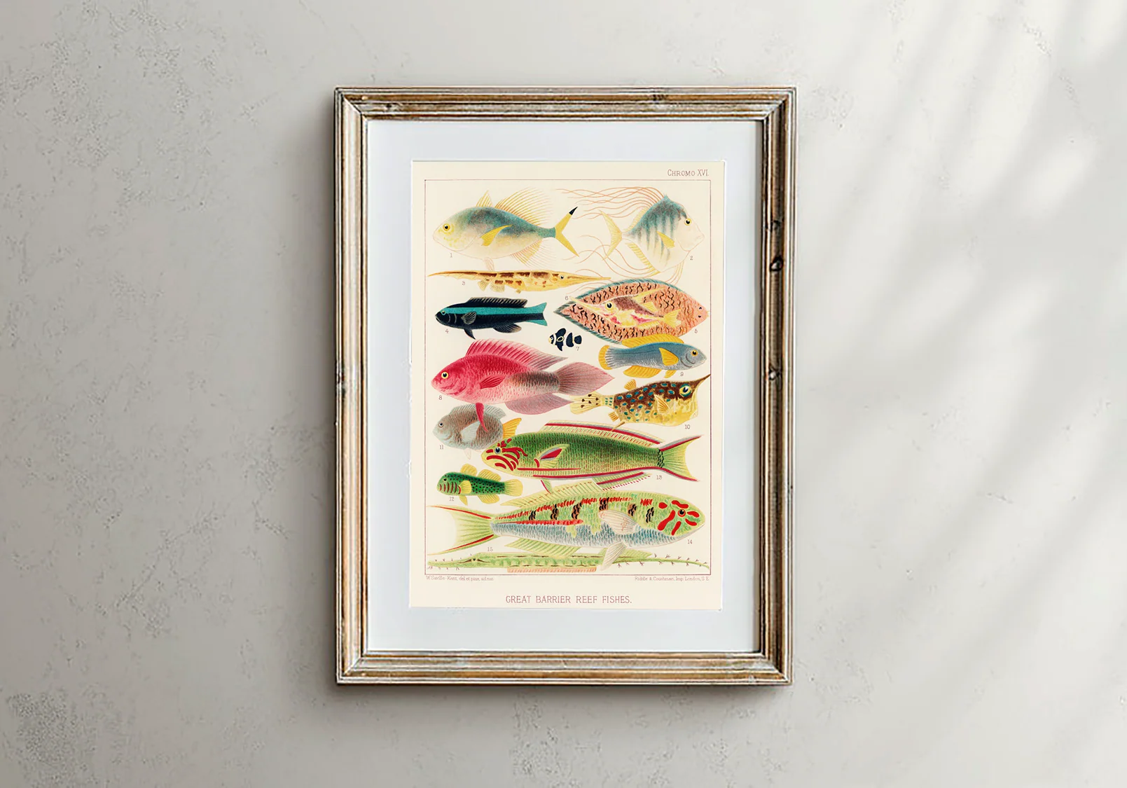 Vintage Illustration Wall Art - Great Barrier Reef Fishes, Plate XVI - Image 3