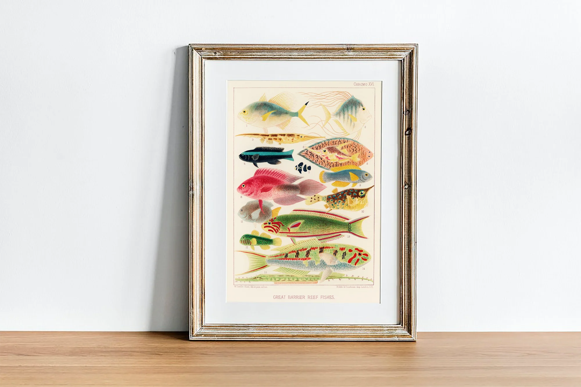 Vintage Illustration Wall Art - Great Barrier Reef Fishes, Plate XVI - Image 4