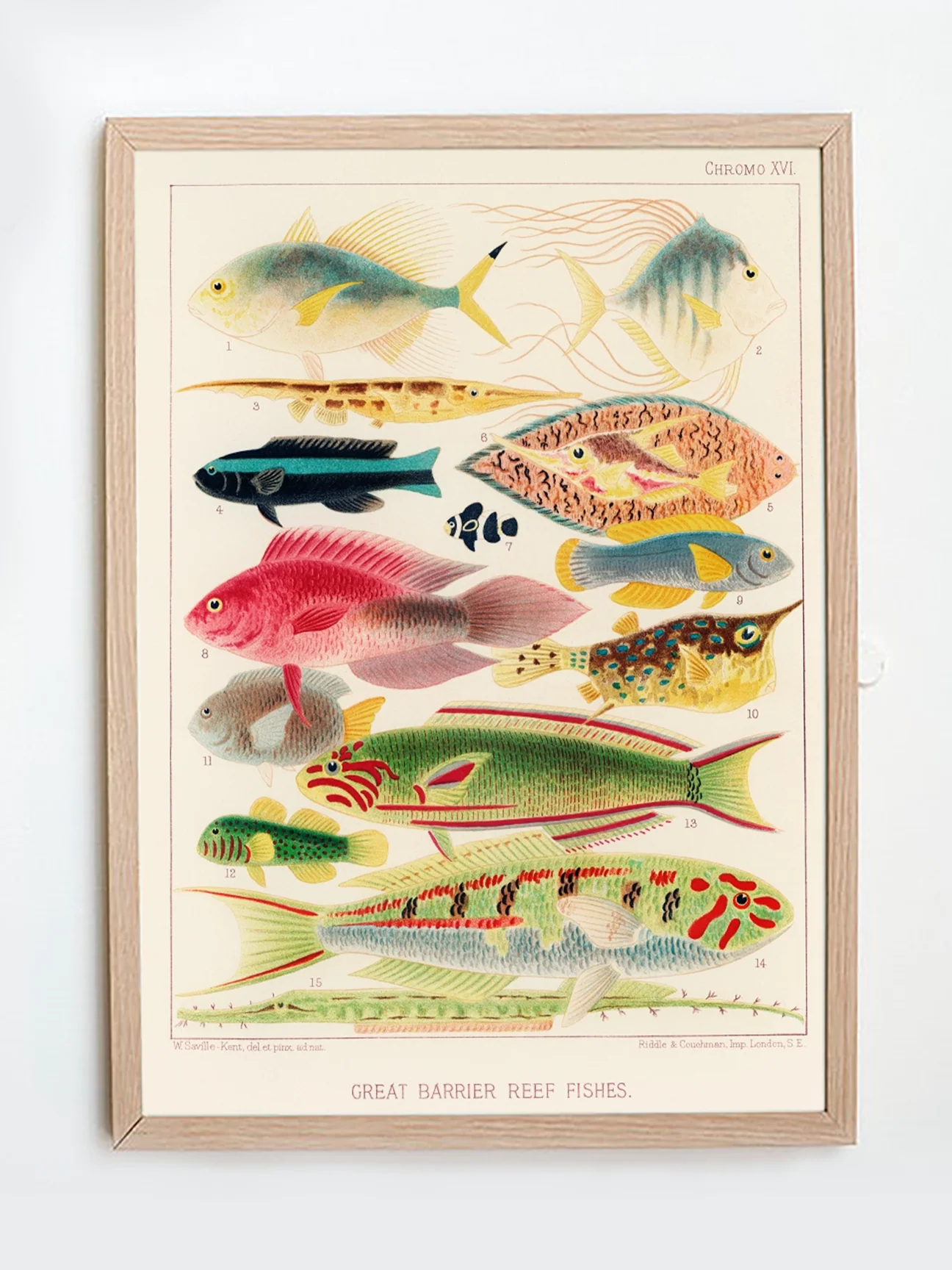 Vintage Illustration Wall Art - Great Barrier Reef Fishes, Plate XVI - Image 5